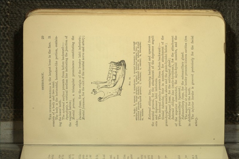 THE INFERIOR MAXILLA is the largest bone in the face. It consists of a body and two rami. The body is the horizontal, horseshoe-like portion, contain- ing the lower teeth. The external surface presents from before backward:— Symphysis, a vertical median line indicating the junction of the vaginal halves; Mental process, a triangular prominence constituting the chin; Incisive fossa, for the origin of the levator labii inferioris; Mental foramen, for the exit of the mental nerve and artery; FIG. 14. 1, body; 2. ramus; 3, symphysis; 5, mental foramen; 6, external oblique line; 7, facial groove; 8, angle; 9, internal oblique line; 10, coronoid process; 11, condyle; 12, sigmoid notch; 13, inferior dental foramen; mylo-hyoid groove; i, incisors; c, canine; b, bicuspids; m, molars. External oblique line, running backward and upward from the mental process, for the attachment of the depressor anguli oris and depressor labii inferioris. The internal surface presents from before backward:— Genial tubercles, four in number, for attachment of the genio-hyoglossi muscles above and the genio-hyoidei below; Sublingual fossa, for the sublingual gland; Internal oblique line (mylo-hyoidean), fot the attachment of the superior constrictor, the mylo-hyoid muscles, and the pterygo-maxillary ligament; Submaxillary fossa, for the submaxillary gland. The superior or alveolar border presents sixteen cavities (ten in childhood) for the teeth. The inferior border is grooved posteriorly for the facial artery.