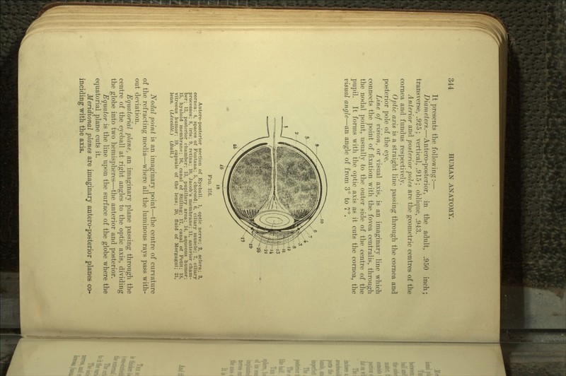 It presents the following:— Diameters.—Antero-posterior, in the adult, .950 inch; transverse, .925; vertical, .915; oblique, .943. Anterior and posterior poles are the geometric centres of the cornea and fundus respectively. Optic axis is a straight line passing through the cornea and posterior pole of the eye. Line of vision, or visual axis, is an imaginary line which connects the point of fixation with the fovea centralis, through the nodal point, usually to the outer side of the centre of the pupil. It forms with the optic axis as it cuts the cornea, the visual angle—an angle of from 3° to 7°. 15 Antero-posterior section of Eyeball. 1, optic nerve; 2, sclera; 3, cornea; 4, spaces of Fontana; 5, choroid; 6, ciliary muscle; 7, ciliary Srocesses; 8, iris; 9, retina; 10, Jacob's membrane; 11, anterior cham- er; 12, posterior chamber; 13, pupillary area; 14, aqueous humor; 15, hyaloid membrane; 16, canal of Stilling; 17, canal of Petit; 18, vitreous humor; 19, capsule of the lens; 20, fluid of Morgagni; 21, lens. (Leveille.) (Ball.) Nodal point is an imaginary point—the centre of curvature of the refracting media—where all the luminous rays pass with- out deviation. Equatorial plane, an imaginary plane passing through the centre of the eyeball at right angles to the optic axis, dividing the globe into two hemispheres—the anterior and posterior. Equator is the line upon the surface of the globe where the equatorial plane cuts it. Meridional planes are imaginary antero-posterior planes co- inciding with the axis.