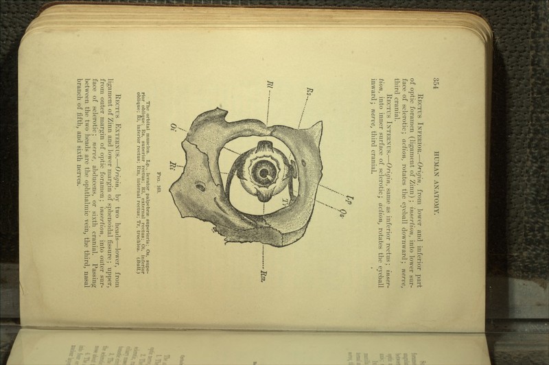 RECTUS INFERIOR.—Origin, from lower and inferior part of optic foramen (ligament of Zinn) ; insertion, into lower sur- face of sclerotic; action, rotates the eyeball downward; nerve, third cranial. RECTUS INTERNUS.—Origin, same as inferior rectus; inser- tion, into inner surface of sclerotic; action, rotates the eyeball inward; nerve, third cranial. Rl Rm, FIG. 160. The orbital muscles. Lp., levator palpebrse superioris; Os, supe- rior oblique; Rs, superior rectus; Rl, external rectus; Oi, inferior oblique; Ri, inferior rectus; Rm, internal rectus; Tr, trochlea. (Ball.) RECTUS EXTERNUS.—Origin, by two heads—lower, from ligament of Zinn and lower margin of sphenoidal fissure; upper, from outer margin of optic foramen; insertion, into outer sur- face of sclerotic; nerve, abducens, or sixth cranial. Passing between the two heads are the ophthalmic vein, the third, nasal branch of fifth, and sixth nerves.