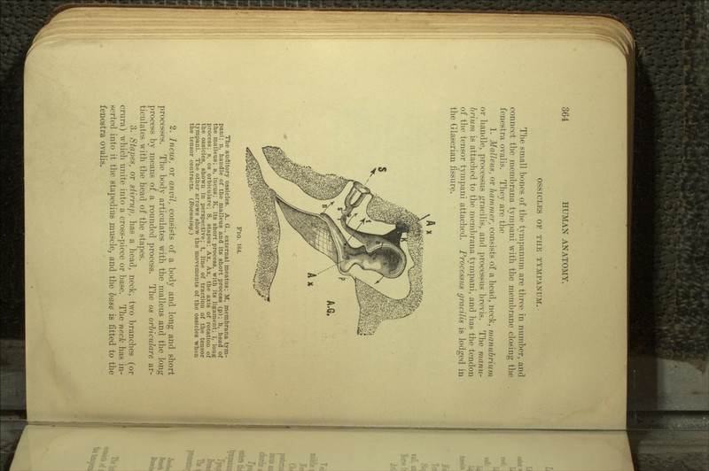 OSSICLES OP THE TYMPANUM. The small bones of the tympanum are three in number, and connect the membrana tympani with the membrane closing the fenestra ovalis. They are the 1. Malleus., or hammer., consists of a head, neck, manubrium or handle, processus gracilis, and processus brevis. The manu- brium is attached to the membrana tympani, and has the tendon of the tensor tympani attached. Processus gracilis is lodged in the Glaserian fissure. FIG. 164. The auditory ossicles. A. G., external meatus; M, membrana tym- pani; n, handle of the malleus and its short process (p); h, head of the malleus; a, incus; K, its short process, with its ligament; 1, long process; s, os orbiculare; S, stapes; Ax, Ax, the axis of rotation of the ossicles, shown in perspective; t, line of traction of the tensor tympani. The other arrows show the movements of the ossicles when the tensor contracts. (Boenning.) 2. Incus, or anvil, consists of a body and long and short processes. The body articulates with the malleus and the long process by means of a rounded process. The os orbiculare ar- ticulates with the head of the stapes. 3. Stapes, or stirrup, has a head, neck, two branches (or crura) which unite into a cross-piece or base. The neck has in- serted into it the stapedius muscle, and the base is fitted to the fenestra ovalis.