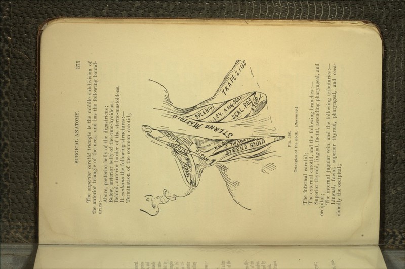 The superior carotid triangle is the middle subdivision of the anterior triangle of the neck, and has the following bound- aries :— Above, posterior belly of the digastricus; Below, anterior belly of the omo-hyoideus; Behind, anterior border of the sterno-mastoideus. It contains the following structures:— Termination of the common carotid; FIG. 166. Triangles of the neck. (Boenning.) The internal carotid; The external carotid, and the following branches:— Superior thyroid, lingual, facial, ascending pharyngeal, and occipital; The internal jugular vein, and the following tributaries:— Lingual, facial, superior thyroid, pharyngeal, and occa- sionally the occipital;