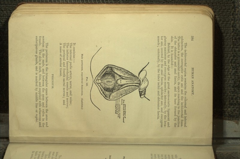 The iscliio-rectal region contains the external and internal sphincters, the corrugator cutis ani and the ischiorectal fossa. The latter is a pyramidal cavity, its apex reaching to the junction of the obturator and anal fascia, and its base formed by the skin. It is bounded— Behind, by the edge of the great sacro-sciatic ligament and gluteus maximus and coccygeus muscles; internally, by the leva- tor ani, covered by the anal fascia, sphincter ani, and coccygeus muscle; externally, by the tuber ischii and obturator fascia. /Interior laytr «f Ditf PtT * FIG. 169. Male perineum, superficial dissection. (Lydston.) It contains:— The internal pudic artery, nerve, and veins; The inferior haemorrhoidal vessels and nerves; The perineal and fourth sacral nerves; and A mass of areolar tissue. PERINEUM. The perineum is the triangular space between the anus and scrotum in the male, and between the anus and vulva in the female. The skin is dark, thin, and supplied with sebaceous and sudoriparous glands, and is marked by middle line or raphe.