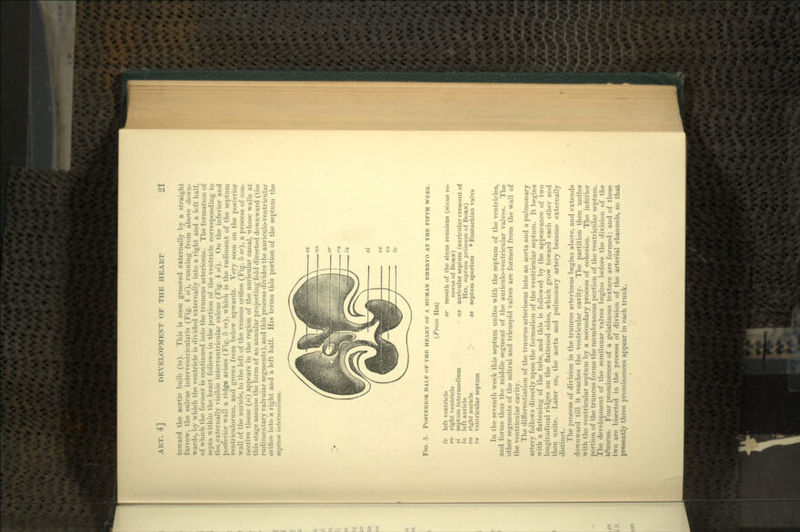 toward the aortic bulb (fa). This is soon grooved externally by a straight furrow, the sulcus intervtmtricularis (Fig. 4 si), running from above down- wards, by which the ventricle is divided externally into a right and a left half, of which the former is continued into the truncus arteriosus. The formation of sc|ii;i within the heart follows in the portion of the ventricle corresponding to tli.' internally visible interventricular sulcus (Fig. 4 si). On the inferior and posterior wall a ridge arises (Fig. 5 vs), which is the rudiment of the septum ventriculorum, and grows from below upwards. Very soon on the posterior wall of the auricle, to the left of the venous orifice (Fig. 5 sr), a process of con- nective tissue (si) appears in the region of the auricular canal, whose walls at this stage assume the form of an annular projecting fold directed downward (the rudimentary valvular segments), and this process divides the auriculo-ventricular orifice into a right and a left half. His terms this portion of the septum the septum intermedium. FIG. 5. POSTERIOR HALF OF THE HEART OF A HUMAN EMBRYO AT THE FIFTH WEEK. (From His) Iv left ventricle rv right ventricle si septum intermedium la left auricle ra right auricle vs ventricular septum mouth of the sinus reuniens (sinus ve- nosus of BORN) auricular septum (auricular crescent of His, septum primum of BORN) septum spurium * Eustachian valve In the seventh week this septum iinites with the septum of the ventricles, and forms thus the middle segment of the auriculo-ventricular valves. The other segments of the mitral and tricuspid valves are formed from the wall of the ventricular cavity. The differentiation of the truncus arteriosus into an aorta and a pulmonary artery follows directly upon the formation of the ventricular septum. It begins with a flattening of the tube, and this is followed by the appearance of two longitudinal ridges on the flattened sides, which grow toward each other and then unite. Later on, the aorta and pulmonary artery become externally distinct. The process of division in the truncus arteriosus begins above, and extends downward till it reaches the ventricular cavity. The partition then unites with the ventricular septum by a secondary process of cohesion. The inferior portion of the truncus forms the membranous portion of the ventricular septum. The development of the semilunar valves begins before the division of the tr\mcus. Four prominences of a gelatinous texture are formed; and of these two are bisected in the process of division of the arterial channels, so that presently three prominences appear in each trunk.