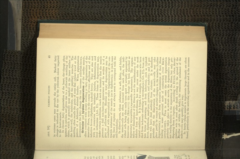 in extreme cases may pervade the entire cell. Marked fatty change is indicated to the eye by the yellowish colour imparted to the heart-muscle. In chronic fatty degeneration of the heart, the change often appears in patches, and gives rise to a yellowish mottling of the tissue, which is generally most marked on the inner surface of the heart-wall, the trabeculae, and the papillary muscles. The mottling often recalls the grain of some fine cabinet wood or the pattern of a delicately striated feather. When pigmentation accompanies the fatty change the tint becomes yellowish-brown. Granular and hyaline degeneration of the cardiac muscle, often combined with cloudy swelling or fatty degeneration of the muscular fibres, occur in the course of toxic affections and of the. infective fevers (diphtheria, typhoid fever). They are also met with in connexion with traumatic injuries, inflammations, and local ischaemias (Art. 11). These forms of degeneration may, under certain conditions, reach such an intensity that the muscle presents a dull non-lustrous appearance and its section is of a grey or yellowish tint. Hyaline or waxy degeneration may be combined with segmentation or rather fragmentation of the con- tractile substance of the muscle (as in diphtheria); in such cases the lines of rupture do not always seem to correspond with the cell-boundaries. In dilated hearts, whose substance is soft, flabby, and friable, the muscle-cells are often loosened from each other, the indi- vidual cells being then easily torn apart or actually separated by transverse clefts (RENAUT); this change has been described as segmentary myocarditis (myocardite seymentaire). The segmen- tation or dissociation of the fibres is not the manifestation of any definite form of heart-disease, but may occur under the most varied conditions. It is found, for example, in persons who have died from ischaemic softening or myomalacia (Art. 11), from cer- tain forms of poisoning, and from infections, such as typhoid fever, diphtheria, small-pox, pyaemia, and nephritis; and in per- sons who have died suddenly from violence. It is therefore probable that the dissociation of the muscle-cells may take place partly by reason of morbid changes in the muscles (hyaline degeneration), partly from excessive stimulation of their fibres leading to some perverted mode of contraction (VON RECK- LING HAUSEN). Thus in most cases the actual segmentation probably takes place in articulo mortis, the degenerative change not leading directly to the separation of the fibres, but only pre- disposing them to rupture. According to DUNIN, when decom- position sets in soon after death (owing to the spread of the Bacillus coli within the body), the cementing substance of the muscle-cells may speedily give way. In hearts whose muscle is degenerate large thrombi are often found, particularly in the auricular appendices and in the recesses