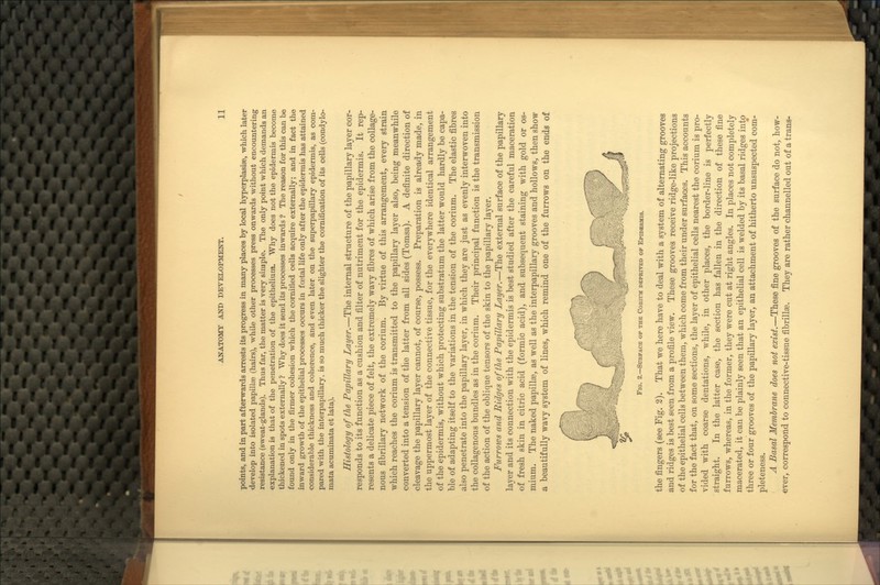 points, and in part afterwards arrests its progress in many places by local hyperplasias, which later develop into isolated papillae (hairs), while other processes press onwards without encountering resistance (sweat-glands). Thus far, the matter is very simple. The only point which demands an explanation is tliat of the penetration of the epithelium. Why does not the epidermis become thickened in spots externally ? Why does it send its processes inwards ? The reason for this can be found only in the firmer cohesion which the comified cells acquire externally; and in fact the inward growth of the epithelial processes occurs in foetal life only after the epidermis has attained considerable thickness and coherence, and even later on the superpapillary epidermis, as com- pared with the interpapillary, is so much thicker the slighter the cornification of its cells (condylo- mata acuminata et lata). Histology of the Papillary Layer,—The internal structure of the papillary layer cor- responds to its function as a cushion and filter of nutriment for the epidermis. It rep- resents a delicate piece of felt, the extremely wavy fibres of which arise from the collage- nous fibrillary network of the corium. By virtue of this arrangement, every strain which reaches the corium is transmitted to the papillary layer also, being meanwhile converted into a tension of the latter from all sides (Tomsa). A definite direction of cleavage the papillary layer cannot, of course, possess. Preparation is already made, in the uppermost layer of the connective tissue, for the everywhere identical arrangement of the epidermis, without which protecting substratum the latter would hardly be capa- ble of adapting itself to the variations in the tension of the corium. The elastic fibres also penetrate into the papillary layer, in which they are just as evenly interwoven into the collagenous bundles as in the corium. Their principal function is the transmission of the action of the oblique tensors of the skin to the papillary layer. Furroios and Ridges of the Papillary Layer.—The external surface of the papillary layer and its connection with the epidermis is best studied after the careful maceration of fresh skin in citric acid (formic acid), and subsequent staining with gold or os- mium. The naked papillse, as well as the interpapillary grooves and hollows, then show a beautifully wavy system of lines, which remind one of the furrows on the ends of FiG. 2.—Surface op the Corium deprived of Epidermis, the fingers (see Fig. 2). That we here have to deal with a system of alternating grooves and ridges is best seen from a profile view. These grooves receive ridge-like projections of the epithelial cells between them, which come from their under surfaces. This accounts for the fact that, on some sections, the layer of epithelial cells nearest the corium is pro- vided with coarse dentations, while, in other places, the border-line is perfectly straight. In the latter case, the section has fallen in the direction of these fine furrows, whereas, in the former, they were cut at right angles. In places not completely macerated, it can be plainly seen that an epithelial cell is welded by its basal ridges into three or four grooves of the papillary layer, an attachment of hitherto unsuspected coni- pleteness. A Basal Membrane does not exist.—These fine grooves of the surface do not, how- ever, correspond to connective-tissue fibrillae. They are rather channelled out of a trans-