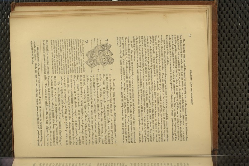 Max Schultze was the real discoverer of the prickly coat of the isolated cells; he believed that they fitted closely into each other, like the teeth of two watch-wheels. Bizzozero, on the other hand, believed that the prickles of two adjacent ceUs melted together at their points, and Lott took a middle position, maintaining that the points of the opposing prickles are in contact by their sides. Eanvier finally again inclines to the view of Bizzozero. According to him, the opposing prickles melt together and form an elastic nodule, a peculiar elastic organ, which permits a considerable lengthening of the prickles. Seen from the surface, the prickles appear as points, in profile as completely isolated fine bristles usually with pointed extremities. They are attached to the body of the cell at tolerably regular in- tervals, partly seemingly without regularity, partly arranged in curved, and sometimes in straight lines, the last mainly near the corners of the cells. On isolated cells the prickles seem to vary greatly in length. When examined in connection, places are often found in which no isolated prickles can be seen, but only protoplasmic threads, stretched bridge-like from one cell to another; there is, of course, no point of junction, no  elastic organ. I find such places often enough n the skin of the adult, but always in the skin of the foetus. Here they form tolerably broad pro- toplasmic connecting bridges, which leave narrow spaces between them. In the adult, other places are also found in which the prickles are isolated, and alternate with those opposite them, occasion- ally touching each other with their points, as Lott has described, or melting together at their ends, according to Bizzozero. In still other cases, and especially where a wandering cell which has crept into the interspinal Bpaces lies close to an epithelial cell, the prickles of this side of the cell have disappeared for short distances (see Fig. 5), while the opposite cell sends out its prickles freely. Finally we see prickles of very great length, which Ranvier also describes, which unite, not the nearest points of two adjoining cells, but more remote ones, running partly entirely around one, and going over to another. oft-.- It will be seen from these different appearances that it is impossible to accept any one of the views given above as the normal standard. The most likely view is to regard the form of the simple protoplasmic connecting bridges as the original one. These bridges are, however, exposed to the influences of the lymph which flows around them, to the ingrowth of nerve-threads, to immigration of white blood-corpuscles, and to the more or less great alterations in the situation of cells which originally lay close to them; we must, therefore, in view of these facts, attribute to them the faculty of being passively, and perhaps also ac- tively, drawn in and out. It is unnecessary to imagine the presence of '*^ an elastic organ  in the threads, which to me seems particularly untenable and superfluous for the ceu without nucleus, which has fallen j-easou that short bridges without the intermediate nodules out; in the cavity thus formed a terminal . , « Ti i i • i - i nerve-bulb is visible; n e a, terminal occur ]ust as frequently as long oncs which present such nerve branch; s t, prickle-cells with two ^oduleS in Spitc of their elongation.' terminal nerve-bulbs;/i, cavity near the , .1 » j xi. • ii -u j-i, • £ nucleus produced by its shrinking; w. We must, therefore, regard the prickly sheathing of wandering cell, lying in a dilated inter- ^^^ ggjjg q,q g^ system of protoplasmic prOCCSSeS engaged spinal space; a uttiehigher,afragment. .^ ^^^.^^ movements, which permit the free circulation of the nutritive current through its spaces, and effect an organic connection, very firm, but not inalterable between adjacent cells. The older the prickle-cells in the higher layers be- «es- Fig. 5.—Small portion of the prickle- layer, interepithelial terminal nerve branches, and intra-epithelial terminal nerve-bulbs; wandering cells. Section treated with ether, osmic acid, heema- toxylin, glacial acetic acid, of I, prickle- cells seen from the surface; o fc, prickle- ' Attention must also be paid to the semblance of rows of nodules, in figures resembling tlie rounds of a ladder. Such are due to nerve-threads which pass under them, and produce optical appearances of bends.