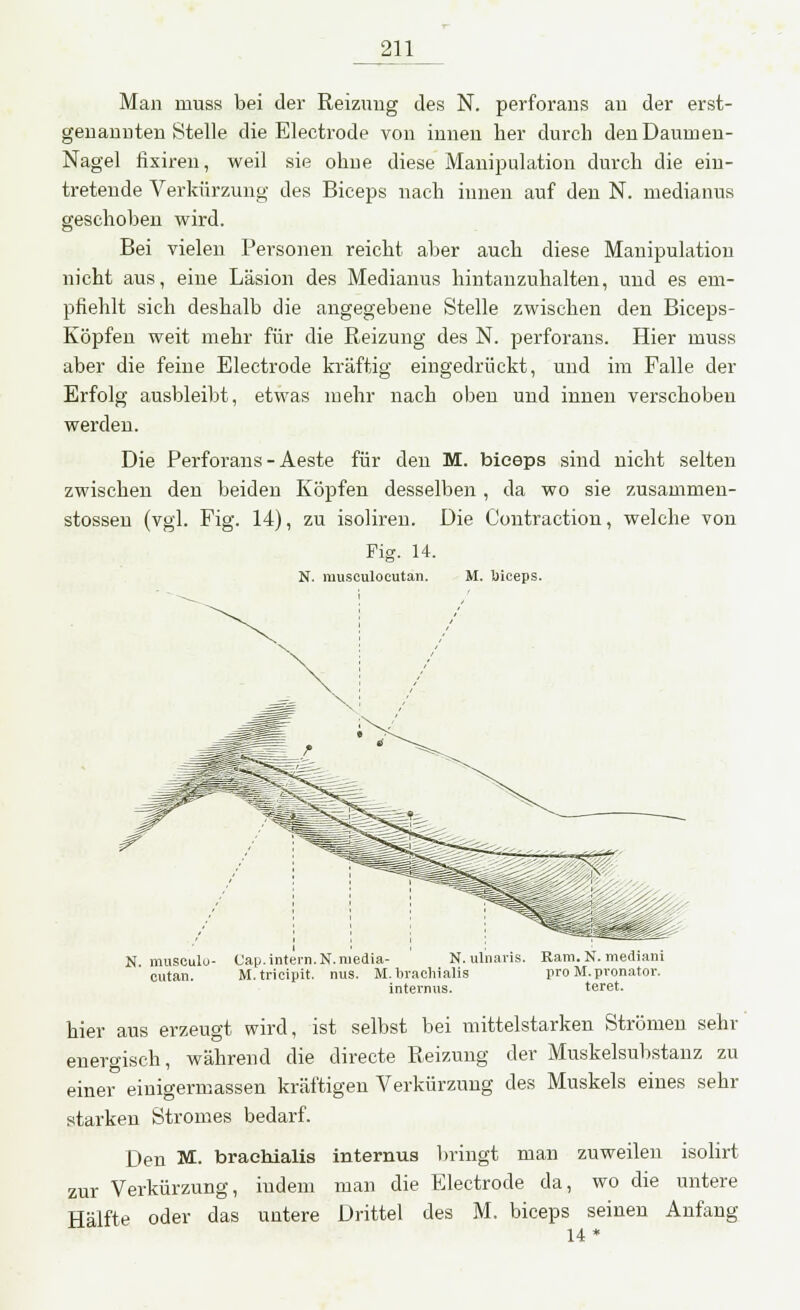 Man muss bei der Reizung des N. perforans an der erst- genannten Stelle die Electrode von innen her durch den Daumen- Nagel fixiren, weil sie ohne diese Manipulation durch die ein- tretende Verkürzung des Biceps nach innen auf den N. medianus geschoben wird. Bei vielen Personen reicht aber auch diese Manipulation nicht aus, eine Läsion des Medianus hintanzuhalten, und es em- pfiehlt sich deshalb die angegebene Stelle zwischen den Biceps- Köpfen weit mehr für die Reizung des N. perforans. Hier muss aber die feine Electrode kräftig eingedrückt, und im Falle der Erfolg ausbleibt, etwas mehr nach oben und innen verschoben werden. Die Perforans - Aeste für den M. biceps sind nicht selten zwischen den beiden Köpfen desselben, da wo sie zusammen- stossen (vgl. Fig. 14), zu isoliren. Die Contraction, welche von Fig. 14. N. musculocutan. M. üiceps. N musculu- Cap.intern. N. media- N. ulnaris. Rani. N. mediani cutan. M.tricipit. nus. M.brachialis pro M. pronator. internus. teret. hier aus erzeugt wird, ist selbst bei mittelstarken Strömen sehr energisch, während die directe Reizung der Muskelsubstanz zu einer einigermassen kräftigen Verkürzung des Muskels eines sehr starken Stromes bedarf. Den M. braehialis internus bringt man zuweilen isolirt zur Verkürzung, mdem man die Electrode da, wo die untere Hälfte oder das untere Drittel des M. biceps seinen Anfang 14*