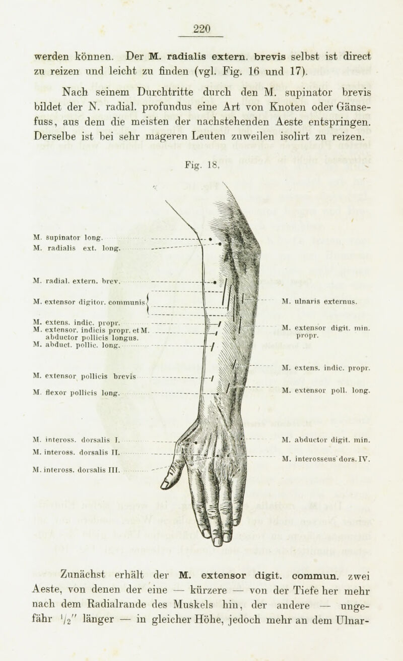 werden können. Der M. radialis extern, brevis selbst ist direct zu reizen und leicht zu finden (vgl. Fig. 16 und 17). Nach seinem Durchtritte durch den M. supinator brevis bildet der N. radial, profundus eine Art von Knoten oder Gänse- fuss, aus dem die meisten der nachstehenden Aeste entspringen. Derselbe ist bei sehr mageren Leuten zuweilen isolirt zu reizen. Fig. 18. M. supinator long. M. radialis ext. long. M. radial, extern, hrev. M. extensor digitor. conimu M. extens. indie. propr. M. extensor. indicis propr. etM abductor pollicis longus. M. abduct. pollic. long. M. extensor pollicis brevis M flexor pollicis long. M. inteross. dorsalis I. M. inteross. dorsalis II. M. inteross. dorsalis III. M. ulnaris externus. M. extensor digit. min. propr. M. extens. indic. propr. M. e\tensor poll. long. M. abductor digit. min. M. interosseus'dors. IV. Zunächst erhält der M. extensor digit. commun. zwei Aeste, von denen der eine — kürzere — von der Tiefe her mehr nach dem Radialrande des Muskels hin, der andere — unge- fähr l/2 länger — in gleicher Höhe, jedoch mehr an dem Ulnar-