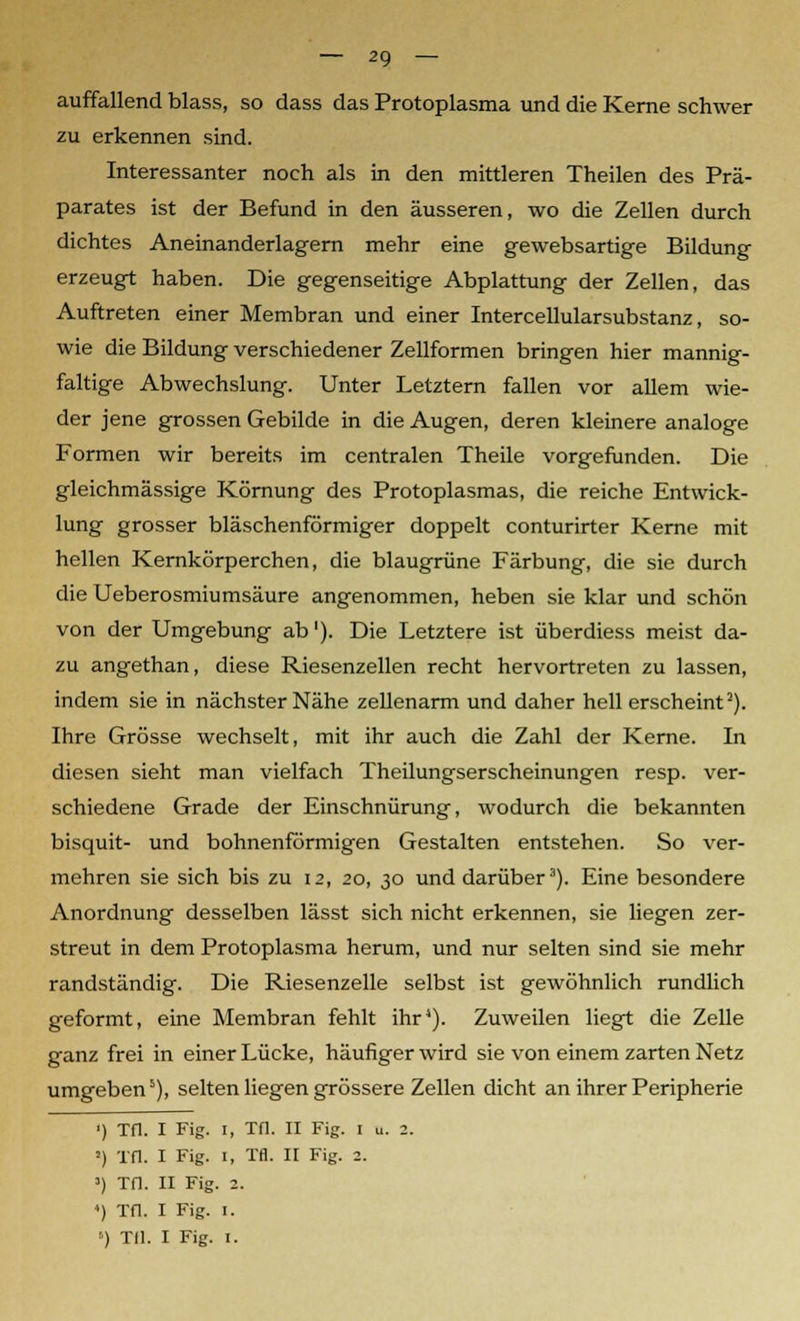 — 20 — auffallend blass, so dass das Protoplasma und die Kerne schwer zu erkennen sind. Interessanter noch als in den mittleren Theilen des Prä- parates ist der Befund in den äusseren, wo die Zellen durch dichtes Aneinanderlagern mehr eine gewebsartige Bildung erzeugt haben. Die gegenseitige Abplattung der Zellen, das Auftreten einer Membran und einer Intercellularsubstanz, so- wie die Bildung verschiedener Zellformen bringen hier mannig- faltige Abwechslung. Unter Letztern fallen vor allem wie- der jene grossen Gebilde in die Augen, deren kleinere analoge Formen wir bereits im centralen Theile vorgefunden. Die gleichmässige Körnung des Protoplasmas, die reiche Entwick- lung grosser bläschenförmiger doppelt conturirter Kerne mit hellen Kernkörperchen, die blaugrüne Färbung, die sie durch die Ueberosmiumsäure angenommen, heben sie klar und schön von der Umgebung ab1). Die Letztere ist überdiess meist da- zu angethan, diese Riesenzellen recht hervortreten zu lassen, indem sie in nächster Nähe zellenarm und daher hell erscheint2). Ihre Grösse wechselt, mit ihr auch die Zahl der Kerne. In diesen sieht man vielfach Theilungserscheinungen resp. ver- schiedene Grade der Einschnürung, wodurch die bekannten bisquit- und bohnenförmigen Gestalten entstehen. So ver- mehren sie sich bis zu 12, 20, 30 und darüber3). Eine besondere Anordnung desselben lässt sich nicht erkennen, sie liegen zer- streut in dem Protoplasma herum, und nur selten sind sie mehr randständig. Die Riesenzelle selbst ist gewöhnlich rundlich geformt, eine Membran fehlt ihr4). Zuweilen liegt die Zelle ganz frei in einer Lücke, häufiger wird sie von einem zarten Netz umgeben5), selten liegen grössere Zellen dicht an ihrer Peripherie ') Tfl. I Fig. 1, Tfl. II Fig. 1 u. 2. !) Tfl. I Fig. i, Tfl. II Fig. 2. ») Tfl. II Fig. 2. ») Tfl. I Fig. 1.