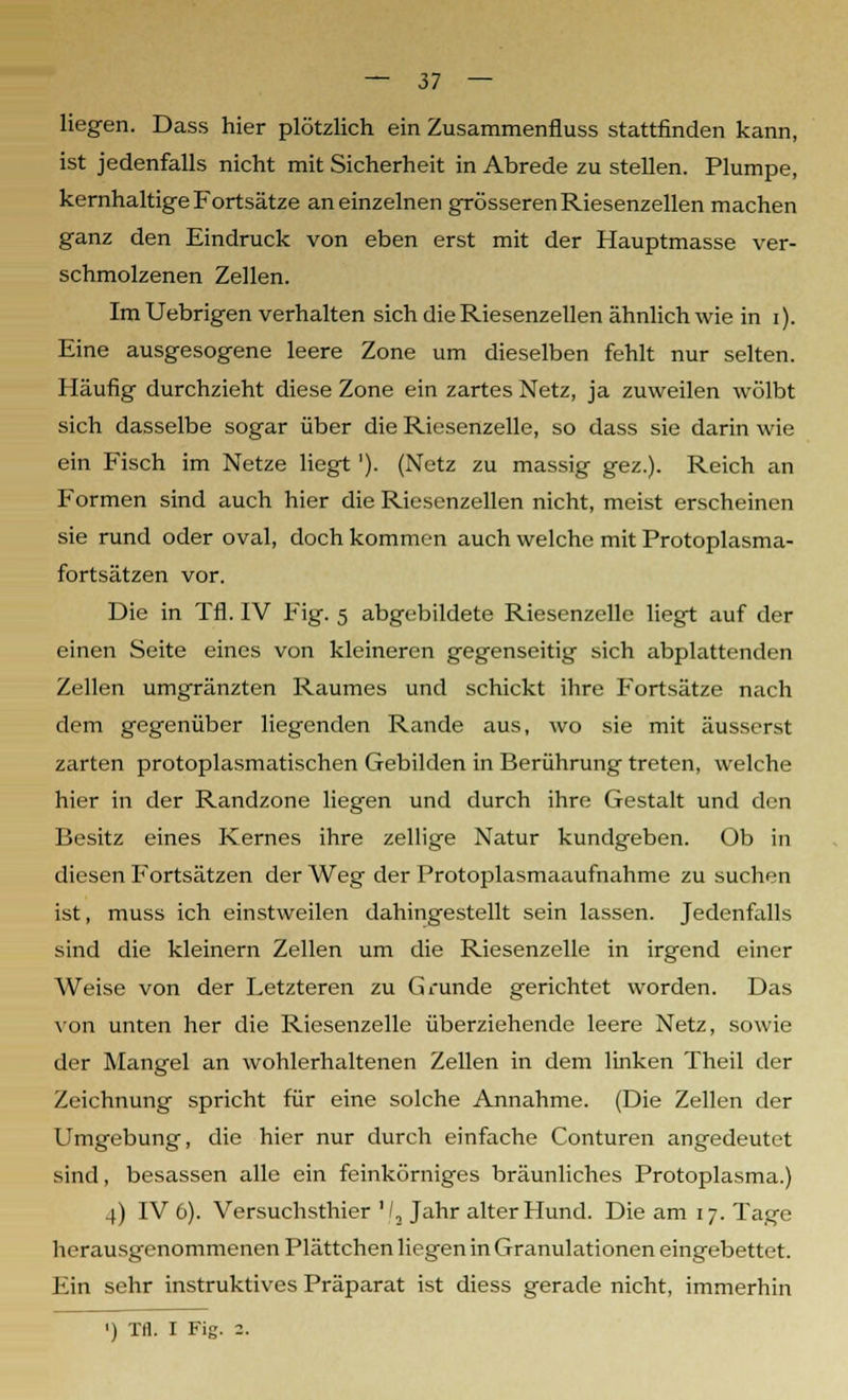 liegen. Dass hier plötzlich ein Zusammenfluss stattfinden kann, ist jedenfalls nicht mit Sicherheit in Abrede zu stellen. Plumpe, kernhaltige Fortsätze an einzelnen grösseren Riesenzellen machen ganz den Eindruck von eben erst mit der Hauptmasse ver- schmolzenen Zellen. Im Uebrigen verhalten sich die Riesenzellen ähnlich wie in i). Eine ausgesogene leere Zone um dieselben fehlt nur selten. Häufig durchzieht diese Zone ein zartes Netz, ja zuweilen wölbt sich dasselbe sogar über die Riesenzelle, so dass sie darin wie ein Fisch im Netze liegt'). (Netz zu massig gez.). Reich an Formen sind auch hier die Riesenzellen nicht, meist erscheinen sie rund oder oval, doch kommen auch welche mit Protoplasma- fortsätzen vor. Die in Tfl. IV Fig. 5 abgebildete Riesenzelle liegt auf der einen Seite eines von kleineren gegenseitig sich abplattenden Zellen umgränzten Raumes und schickt ihre Fortsätze nach dem gegenüber liegenden Rande aus, wo sie mit äusserst zarten protoplasmatischen Gebilden in Berührung treten, welche hier in der Randzone liegen und durch ihre Gestalt und den Besitz eines Kernes ihre zellige Natur kundgeben. Ob in diesen Fortsätzen der Weg der Protoplasmaaufnahme zu suchen ist, muss ich einstweilen dahingestellt sein lassen. Jedenfalls sind die kleinern Zellen um die Riesenzelle in irgend einer Weise von der Letzteren zu Grunde gerichtet worden. Das von unten her die Riesenzelle überziehende leere Netz, sowie der Mangel an wohlerhaltenen Zellen in dem linken Theil der Zeichnung spricht für eine solche Annahme. (Die Zellen der Umgebung, die hier nur durch einfache Conturen angedeutet sind, besassen alle ein feinkörniges bräunliches Protoplasma.) 4) IV 6). Versuchsthier '/, Jahr alter Hund. Die am 17. Tage herausgenommenen Plättchen liegen in Granulationen eingebettet. Ein sehr instruktives Präparat ist diess gerade nicht, immerhin