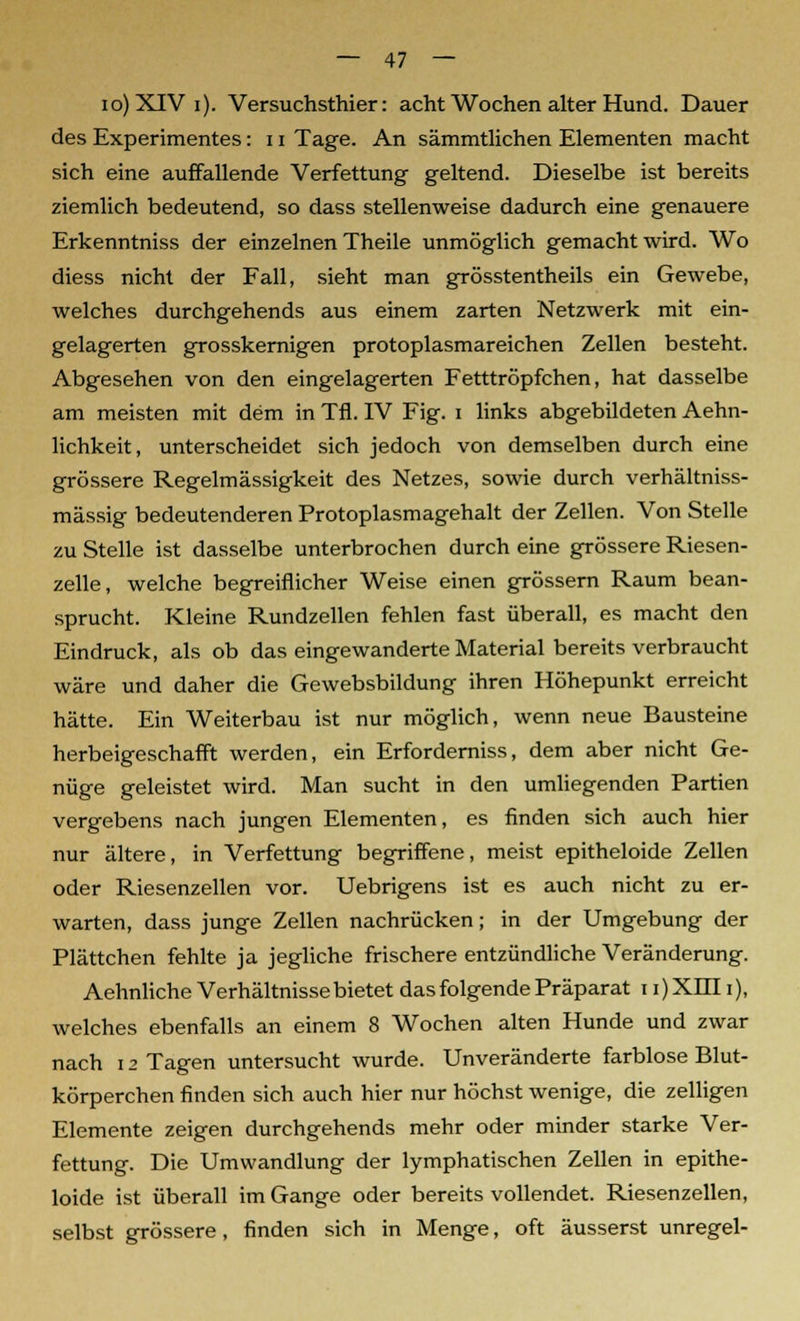 io)XIVi). Versuchsthier: acht Wochen alter Hund. Dauer des Experimentes: 11 Tage. An sämmtlichen Elementen macht sich eine auffallende Verfettung geltend. Dieselbe ist bereits ziemlich bedeutend, so dass stellenweise dadurch eine genauere Erkenntniss der einzelnen Theile unmöglich gemacht wird. Wo diess nicht der Fall, sieht man grösstentheils ein Gewebe, welches durchgehends aus einem zarten Netzwerk mit ein- gelagerten grosskernigen protoplasmareichen Zellen besteht. Abgesehen von den eingelagerten Fetttröpfchen, hat dasselbe am meisten mit dem in TA. IV Fig. i links abgebildeten Aehn- lichkeit, unterscheidet sich jedoch von demselben durch eine grössere Regelmässigkeit des Netzes, sowie durch verhältniss- mässig bedeutenderen Protoplasmagehalt der Zellen. Von Stelle zu Stelle ist dasselbe unterbrochen durch eine grössere Riesen- zelle, welche begreiflicher Weise einen grossem Raum bean- sprucht. Kleine Rundzellen fehlen fast überall, es macht den Eindruck, als ob das eingewanderte Material bereits verbraucht wäre und daher die Gewebsbildung ihren Höhepunkt erreicht hätte. Ein Weiterbau ist nur möglich, wenn neue Bausteine herbeigeschafft werden, ein Erforderniss, dem aber nicht Ge- nüge geleistet wird. Man sucht in den umliegenden Partien vergebens nach jungen Elementen, es finden sich auch hier nur ältere, in Verfettung begriffene, meist epitheloide Zellen oder Riesenzellen vor. Uebrigens ist es auch nicht zu er- warten, dass junge Zellen nachrücken; in der Umgebung der Plättchen fehlte ja jegliche frischere entzündliche Veränderung. Aehnliche Verhältnisse bietet das folgende Präparat 11) M i), welches ebenfalls an einem 8 Wochen alten Hunde und zwar nach 12 Tagen untersucht wurde. Unveränderte farblose Blut- körperchen finden sich auch hier nur höchst wenige, die zelligen Elemente zeigen durchgehends mehr oder minder starke Ver- fettung. Die Umwandlung der lymphatischen Zellen in epithe- loide ist überall im Gange oder bereits vollendet. Riesenzellen, selbst grössere, finden sich in Menge, oft äusserst unregel-