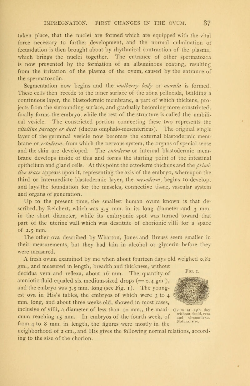 taken place, that the nuclei are formed which are equipped with the vital force necessary to further development, and the normal culmination of fecundation is then brought about by rhythmical contraction of the plasma, which brings the nuclei together. The entrance of other spermatozoa is now prevented by the formation of an albuminous coating, resulting from the irritation of the plasma of the ovum, caused by the entrance of the spermatozoon. Segmentation now begins and the mulberry body or morula is formed. These cells then recede to the inner surface of the zona pellucida, building a continuous layer, the blastodermic membrane, a part of which thickens, pro- jects from the surrounding surface, and gradually becoming more constricted, finally forms the embryo, while the rest of the structure is called the umbili- cal vesicle. The constricted portion connecting these two represents the vitelline passage or duct (ductus omphalo-mesentericus). The original single layer of the germinal vesicle now becomes the external blastodermic mem- brane or ectoderm, from which the nervous system, the organs of special sense and the skin are developed. The e?itoderm or internal blastodermic mem- brane develops inside of this and forms the starting point of the intestinal epithelium and gland cells. At this point the ectoderm thickens and the primi- tive trace appears upon it, representing the axis of the embryo, whereupon the third or intermediate blastodermic layer, the mesoderm, begins to develop, and lays the foundation for the muscles, connective tissue, vascular system and organs of generation. Up to the present time, the smallest human ovum known is that de- scribed, by Reichert, which was 5.5 mm. in its long diameter and 3 mm. in the short diameter, while its embryonic spot was turned toward that part of the uterine wall which was destitute of chorionic villi for a space of 2.5 mm. The other ova described by Wharton, Jones and Breuss seem smaller in their measurements, but they had lain in alcohol or glycerin before they were measured. A fresh ovum examined by me when about fourteen days old weighed 0.82 gm., and measured in length, breadth and thickness, without decidua vera and reflexa, about 16 mm. The quantity of amniotic fluid equaled six medium-sized drops (= 0.4 gm.), and the embryo was 3.5 mm. long (see Fig. 1). The young- est ova in His's tables, the embryos of which were 3 to 4 mm. long, and about three weeks old, showed in most cases, inclusive of villi, a diameter of less than 10 mm., the maxi- Ovum at i4th day mum reaching 15 mm. In embryos of the fourth week, of and circumflexa. from 4 to 8 mm. in length, the figures were mostly in the neighborhood of 2 cm., and His gives the following normal relations, accord- ing to the size of the chorion. V Vv