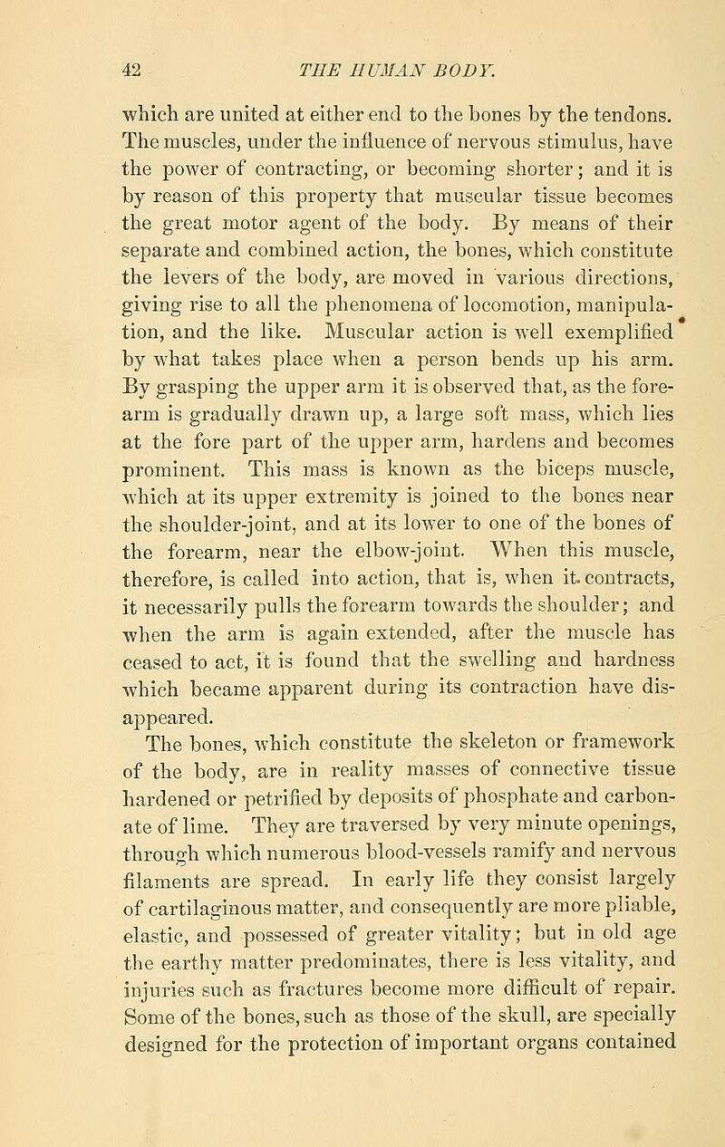 which are united at either end to the bones by the tendons. The muscles, under the influence of nervous stimulus, have the power of contracting, or becoming shorter; and it is by reason of this property that muscular tissue becomes the great motor agent of the body. By means of their separate and combined action, the bones, which constitute the levers of the body, are moved in various directions, giving rise to all the phenomena of locomotion, manipula- tion, and the like. Muscular action is well exemplified by what takes place when a person bends up his arm. By grasping the upper arm it is observed that, as the fore- arm is gradually drawn up, a large soft mass, which lies at the fore part of the upper arm, hardens and becomes prominent. This mass is known as the biceps muscle, which at its upper extremity is joined to the bones near the shoulder-joint, and at its lower to one of the bones of the forearm, near the elbow-joint. When this muscle, therefore, is called into action, that is, when it contracts, it necessarily pulls the forearm towards the shoulder; and when the arm is again extended, after the muscle has ceased to act, it is found that the swelling and hardness which became apparent during its contraction have dis- appeared. The bones, which constitute the skeleton or framework of the body, are in reality masses of connective tissue hardened or petrified by deposits of phosphate and carbon- ate of lime. They are traversed by very minute openings, through which numerous blood-vessels ramify and nervous filaments are spread. In early life they consist largely of cartilaginous matter, and consequently are more pliable, elastic, and possessed of greater vitality; but in old age the earthy matter predominates, there is less vitality, and injuries such as fractures become more difficult of repair. Some of the bones, such as those of the skull, are specially designed for the protection of important organs contained