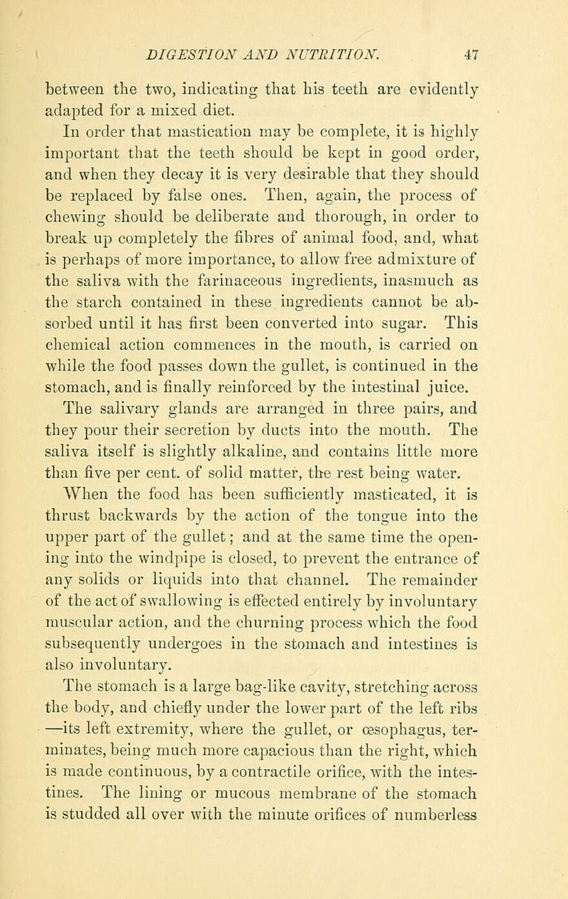 between the two, indicating that his teeth are evidently adapted for a mixed diet. In order that mastication may be complete, it is highly important that the teeth should be kept in good order, and when they decay it is very desirable that they should be replaced by false ones. Then, again, the process of chewing should be deliberate and thorough, in order to break up completely the fibres of animal food, and, what is perhaps of more importance, to allow free admixture of the saliva with the farinaceous ingredients, inasmuch as the starch contained in these ingredients cannot be ab- sorbed until it has first been converted into sugar. This chemical action commences in the mouth, is carried on while the food passes down the gullet, is continued in the stomach, and is finally reinforced by the intestinal juice. The salivary glands are arranged in three pairs, and they pour their secretion by ducts into the mouth. The saliva itself is slightly alkaline, and contains little more than five per cent, of solid matter, the rest being water. When the food has been sufficiently masticated, it is thrust backwards by the action of the tongue into the upper part of the gullet; and at the same time the open- ing into the windpipe is closed, to prevent the entrance of any solids or liquids into that channel. The remainder of the act of swallowing is effected entirely by involuntary muscular action, and the churning process which the food subsequently undergoes in the stomach and intestines is also involuntary. The stomach is a large bag-like cavity, stretching across the body, and chiefly under the lower part of the left ribs —its left extremity, where the gullet, or oesophagus, ter- minates, being much more capacious than the right, which is made continuous, by a contractile orifice, with the intes- tines. The lining or mucous membrane of the stomach is studded all over with the minute orifices of numberless