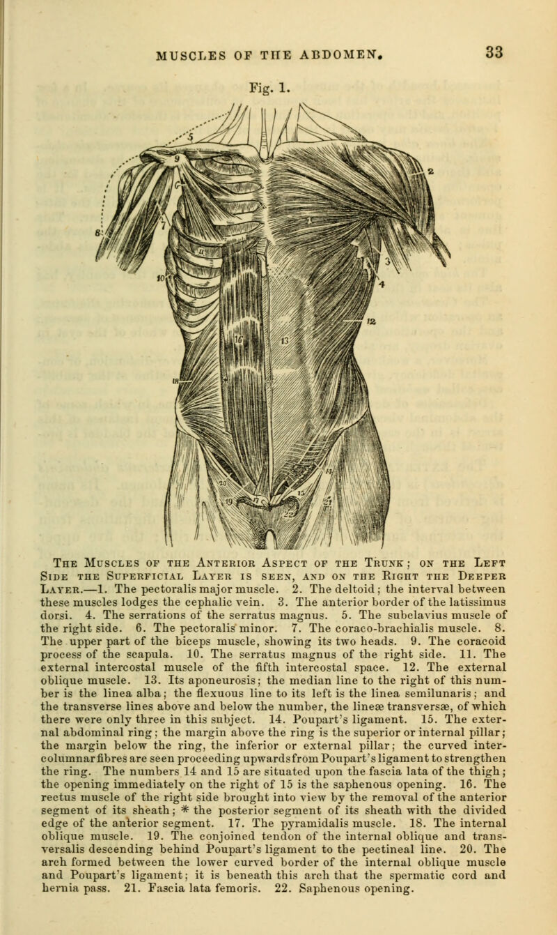 MUSCLES OF THE ABDOMEN. Fig. 1. 33 The Muscles op the Anterior Aspect of the Truxk ; on the Left Side the Superficial Layer is seen, and on the Right the Deeper Layer.—1. The pectoralismajormuscle. 2. The deltoid ; the interval between these muscles lodges the cephalic vein. 3. The anterior border of the latissimus dorsi. 4. The serrations of the serratus magnus. 5. The subclavius muscle of the right side. 6. The pectoralis minor. 7. The coraco-brachialis muscle. 8. The upper part of the biceps muscle, showing its two heads. 9. The coracoid process of the scapula. 10. The serratus magnus of the right side. 11. The external intercostal muscle of the fifth intercostal space. 12. The external oblique muscle. 13. Its aponeurosis; the median line to the right of this num- ber is the linea alba; the flexuous line to its left is the linea semilunaris ; and the transverse lines above and below the number, the lineee transversae, of which there were only three in this subject. 14. Pouparfs ligament. 15. The exter- nal abdominal ring ; the margin above the ring is the superior or internal pillar; the margin below the ring, the inferior or external pillar; the curved inter- columnar fibres are seen proceeding upwardsfrom Poupart's ligament to strengthen the ring. The numbers 14 and 15 are situated upon the fascia lata of the thigh; the opening immediately on the right of 15 is the saphenous opening. 16. The rectus muscle of the right side brought into view by the removal of the anterior segment of its sheath; ^ the posterior segment of its sheath with the divided edge of the anterior segment. 17. The pj^ramidalis muscle. 18. The internal oblique muscle. 19. The conjoined tendon of the internal oblique and trans- versalis descending behind Poupart's ligament to the pectineal line. 20. The arch formed between the lower curved border of the internal oblique muscle and Pouparfs ligament; it is beneath this arch that the spermatic cord and hernia pass. 21. Fascia lata femoris. 22. Saphenous opening.