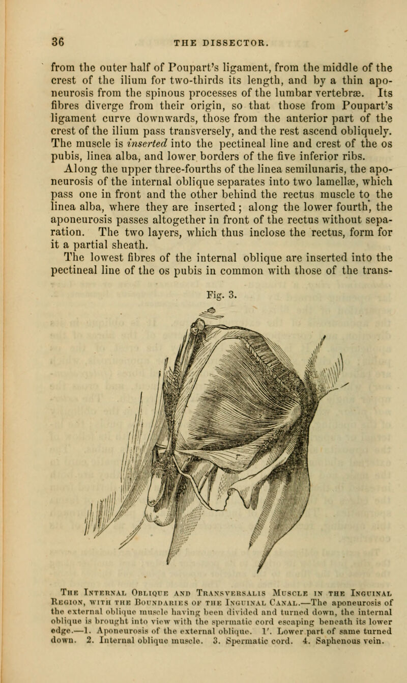 from the outer half of Poupart's ligament, from the middle of the crest of the ilium for two-thirds its length, and by a thin apo- neurosis from the spinous processes of the lumbar vertebrae. Its fibres diverge from their origin, so that those from Poupart's ligament curve downwards, those from the anterior part of the crest of the ilium pass transversely, and the rest ascend obliquely. The muscle is inserted into the pectineal line and crest of the os pubis, linea alba, and lower borders of the five inferior ribs. Along the upper three-fourths of the linea semilunaris, the apo- neurosis of the internal oblique separates into two lamellae, which pass one in front and the other behind the rectus muscle to the linea alba, where they are inserted; along the lower fourth, the aponeurosis passes altogether in front of the rectus without sepa- ration. The two layers, which thus inclose the rectus, form for it a partial sheath. The lowest fibres of the internal oblique are inserted into the pectineal line of the os pubis in common with those of the trans- Fig. 3. The iNTEnxAi, OnuQUE and Transversalis Muscle ix the Inguinal Region, with the Boundaries of the Inguinal Canal.—The aponeurosis of the external obliiiuo muscle havinfj; been divided and turned down, the internal oblique is brout^ht into view with the spermatic cord escaping beneath its lower edge.—1. Aponeurosis of the external oblique. 1'. Lower part of same turned down. 2. Internal oblique muscle. 3. Spermatic cord. 4. Saphenous vein.