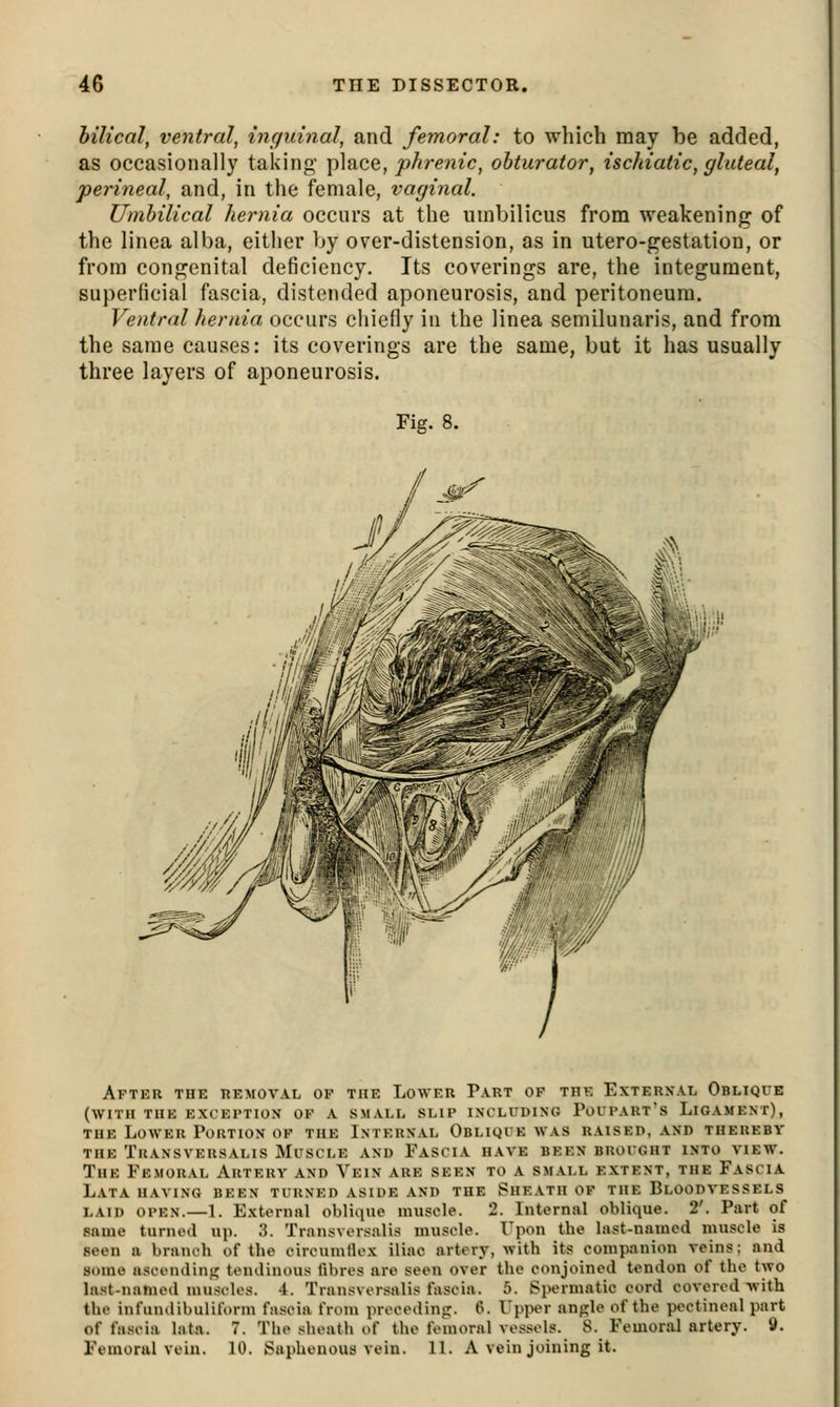 hilical, ventral, inguinal, and femoral: to which may be added, as occasionally taking place, phrenic, obturator, ischiatic, gluteal, perineal, and, in the female, vaginal. Umbilical hernia occurs at the umbilicus from weakening of the linea alba, either by over-distension, as in utero-gestation, or from congenital deficiency. Its coverings are, the integument, superficial fascia, distended aponeurosis, and peritoneum. Ventral hernia occurs chiefly in the linea semilunaris, and from the same causes: its coverings are the same, but it has usually three layers of aponeurosis. Fig. 8. After the removal of the Lower Part op trk External Oblique (WITH THE exception OF A SMALL SLIP INCLUDING PoUPART's LiGAMENT), the Lower Portion of the Internal Oblique was raised, and therkby the Transversalis Muscle and Fascia have been brought into view. The Femoral Artery and Vein are seen to a small extent, the Fascia Lata having been turned aside and the Sheath of the Bloodvessels LAID open.—1. External oblique muscle. 2. Internal oblique. 2'. Part of same turned up. 3. Transversalis muscle. Fpon the last-named muscle is seen a branch of the circumflex iliac artery, with its companion veins; and some asceiulinij; tendinous fibres are seen over the conjoined tendon of the two last-named muscles. 4. Transversalis fascia. 5. Spermatic cord covered Avith the infundibuliform fascia from precedinjr. 6. I'pper angle of the pectineal part of fascia lata. 7. The sheath of the femoral vessels. 8. Femoral artery. 9. Femoral vein. 10. Saphenous vein. 11. A vein joining it.