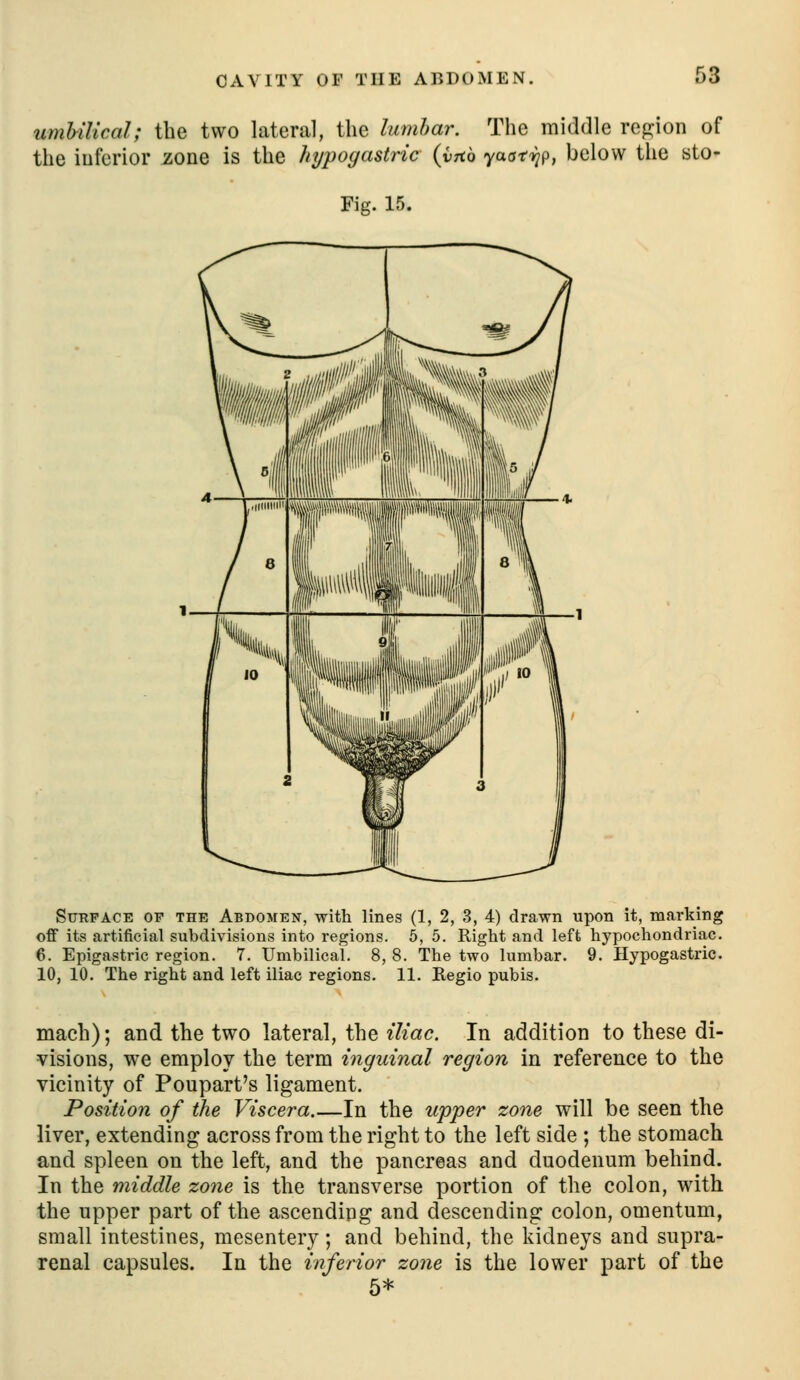 umUlical; the two lateral, the lumhar. The middle rep^ion of the inferior zone is the hypogastric {vrtb yatj-r^p, below the sto- Fig. 15. Surface of the Abdomen, with lines (1, 2, 3, 4) drawn upon it, marking off its artificial subdivisions into regions. 6, 5. Right and left hypochondriac, 6. Epigastric region. 7. Umbilical. 8, 8. The two lumbar. 9. Hypogastric. 10, 10. The right and left iliac regions. 11. Regio pubis. mach); and the two lateral, the iliac. In addition to these di- visions, we employ the term inguinal region in reference to the vicinity of Poupart's ligament. Position of the Viscera In the upper zone will be seen the liver, extending across from the right to the left side ; the stomach and spleen on the left, and the pancreas and duodenum behind. In the middle zone is the transverse portion of the colon, with the upper part of the ascending and descending colon, omentum, small intestines, mesentery; and behind, the kidneys and supra- renal capsules. In the inferior zone is the lower part of the 5*