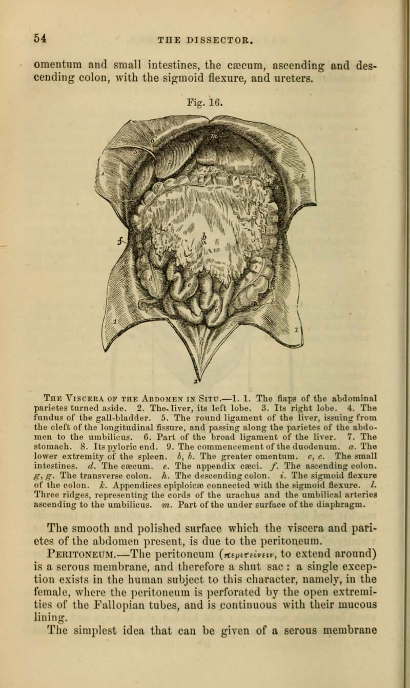 omentnra and small intestines, the cajciim, ascending and des- cending colon, with the sigmoid flexure, and ureters. Fig. 16. The Viscera op the Abdomen in Situ.—1. 1. The flaps of the abdominal parietes turned aside. 2. The^liver, its left lobe. 3. Its right lobe. 4. The fundus of the gall-bladder. 5. The round ligament of the liver, issuing from the cleft of the longitudinal fissure, and passing along the parietes of the abdo- men to the umbilicus. 6. Part of the broad ligament of the liver. 7. The stomach. 8. Its pyloric end. 9. The commencement of the duodenum. ^. The lower extremity of the spleen, b, b. The greater omentum, c, c. The small intestines, d. The ca;cum. e. The appendix cteci. /. The ascending colon. g,g. The transverse colon, h. The descending colon. /. The sigmoid flexure of the colon, k. Appendices epiploica) connected with the sigmoid flexure. /. Three ridges, representing the cords of the urachus and the umbilical arteries ascending to the umbilicus, m. Part of the under surface of the diaphragm. The smooth and polished surface which the viscera and pari- etes of the abdomen ])resent, is due to the peritoneum. Peritoneum.—The peritoneum {rtf^iitiivdv, to extend around) is a serous membrane, and therefore a shut sac : a single excep- tion exists in the human subject to this character, namely, in the female, where tlic peritoneum is ])erforatod by the open extremi- ties of the Fallopian tubes, and is continuous with their mucous lining, Tlie simplest idea that can be given of a serous membrane