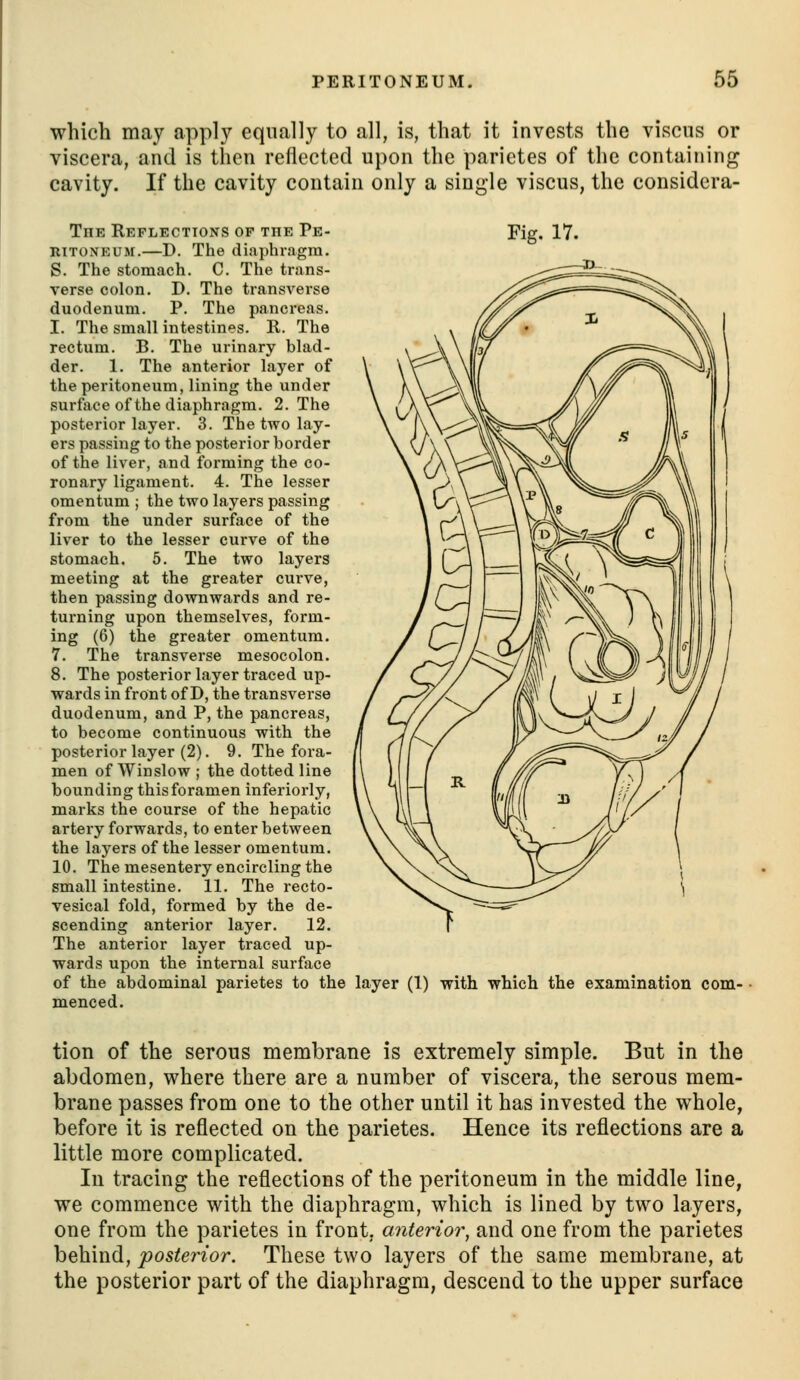 which may apply equally to all, is, that it invests the viscns or viscera, and is then reflected upon the parictes of the containing cavity. If the cavity contain only a single viscus, the considera- Fig. 17. The Reflections op the Pe- ritoneum.—D. The diaphragm. S. The stomach. C. The trans- verse colon. D. The transverse duodenum. P. The pancreas. I. The small intestines. R. The rectum. B. The urinary blad- der. 1. The anterior layer of the peritoneum, lining the under surface of the diaphragm. 2. The posterior layer. 3. The two lay- ers passing to the posterior border of the liver, and forming the co- ronary ligament. 4. The lesser omentum ; the two layers passing from the under surface of the liver to the lesser curve of the stomach. 5. The two layers meeting at the greater curve, then passing downwards and re- turning upon themselves, form- ing (6) the greater omentum. 7. The transverse mesocolon. 8. The posterior layer traced up- wards in front of D, the transverse duodenum, and P, the pancreas, to become continuous with the posterior layer (2). 9. The fora- men of Winslow ; the dotted line bounding this foramen inferiorly, marks the course of the hepatic artery forwards, to enter between the layers of the lesser omentum. 10. The mesentery encircling the small intestine. 11. The recto- vesical fold, formed by the de- scending anterior layer. 12. The anterior layer traced up- wards upon the internal surface of the abdominal parietes to the layer (1) with which the examination com- menced. tion of the serous membrane is extremely simple. But in the abdomen, where there are a number of viscera, the serous mem- brane passes from one to the other until it has invested the whole, before it is reflected on the parietes. Hence its reflections are a little more complicated. In tracing the reflections of the peritoneum in the middle line, we commence with the diaphragm, which is lined by two layers, one from the parietes in front, anterior, and one from the parietes behind, posterior. These two layers of the same membrane, at the posterior part of the diaphragm, descend to the upper surface