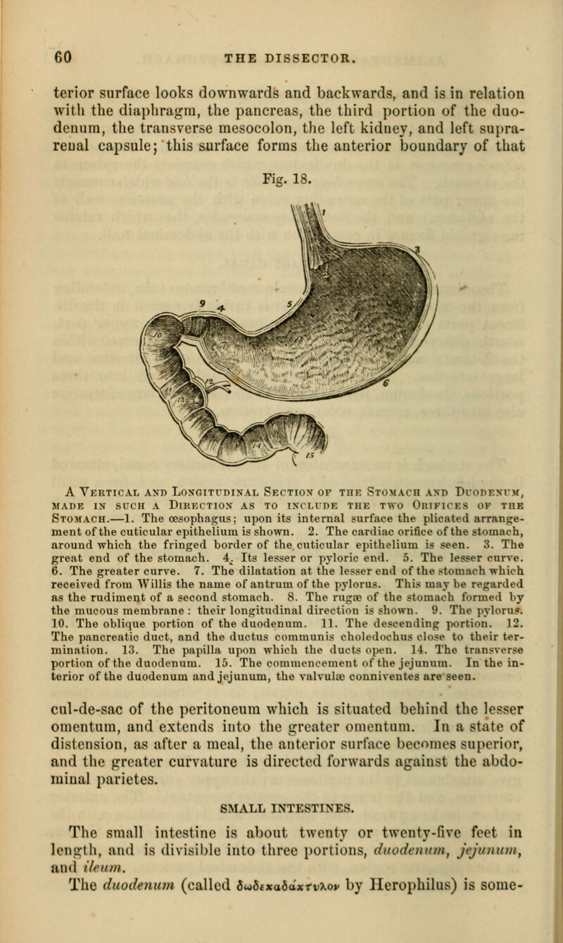 terior surface looks downwards and backwards, and is in relation with the diaphragm, the pancreas, the third portion of the duo- denum, the transverse mesocolon, the left kidney, and left supra- renal capsule; this surface forms the anterior boundary of that Fig. 18. A Vertical and Loxgitudikal Sectiox of the Stomach axd DuonExrw, MADE IN SUCH A DIRECTION AS TO INCLUDE THE TWO OrIFICES OF THE Stomach.—1. The oesophagus; upon its internal surface the plicated arrange- ment of the cuticular epithelium is shown. 2. The cardiac orifice of the stomach, around which the fringed border of the cuticular epithelium is seen. 3. The great end of the stomach. 4_. Its lesser or pyloric end. 5. The lesser curve. 6. The greater curve. 7. The dilatation at the lesser end of the stomach which received from Willis the name of antrum of the pylorus. This may be regarded as the rudiment of a second stomach. 8. The rugje of the stomach formed by the mucous membrane : their longitudinal direction is shown. 9. The pyloru?. 10. The oblique portion of the duodenum. 11. The descending portion. 12. The pancreatic duct, and the ductus communis choledochus close to their ter- mination. 13. The papilla upon which the ducts open. 14. The transverse portion of the duodenum. 15. The commencement of the jejunum. In the in- terior of the duodenum and jejunum, the valvuUo conniventes are seen. cul-de-sac of the peritoneum which is situated behind the lesser omentum, and extends into the greater omentum. In a state of distension, as after a meal, the anterior surface becomes superior, and the greater curvature is directed forwards against the abdo- minal parietes. SMALL INTESTINES. The small intestine is about twenty or twenty-five feet in length, and is divisible into three portions, duodenum, Jejunufu, and ileum. The duodenum (called butbixaba.xtv'kov by Herophilus) is some-