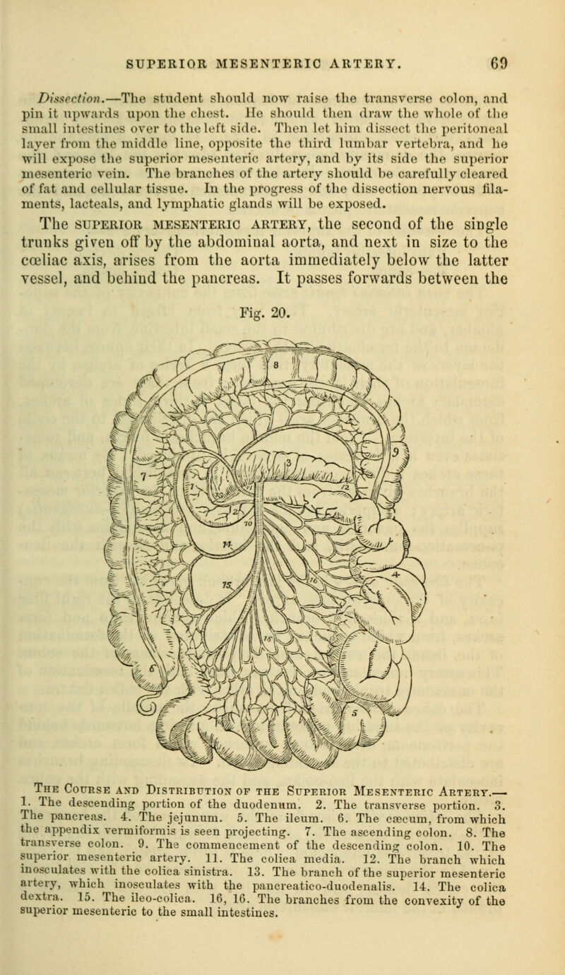 Dissection.—The student should now raise the transverse colon, and pin it upwards upon tlie chest. Ho should then draw the whole of the small intestines over to the left side. Then let him dissect the j^eritoneal layer from the middle line, opposite the third lumbar vertebra, and he will expose the superior mesenteric artery, and by its side the superior mesenteric vein. The branches of the artery should be carefully cleared of fat and cellular tissue. In the progress of the dissection nervous fila- ments, lacteals, and lymphatic glands will be exposed. The SUPERIOR MESENTERIC ARTERY, tliG second of tliG siogle trunks given off by the abdominal aorta, and next in size to the eceliae axis, arises from tlie aorta immediately below the latter vessel, and behind the pancreas. It passes forwards between the Fig. 20. The Course and Distribution of the Superior Mesenteric Artery.— 1. The descending portion of the duodenum. 2. The transverse portion. 3. The pancreas. 4. The jejunum. 5. The ileum. 6. The cwcum, from which the appendix vermiforrais is seen projecting. 7. The ascending colon. 8. The transverse colon. 9. The commencement of the descending colon. 10. The superior mesenteric artery. 11. The coliea media. 12. The branch which inosculates with the coliea sinistra. 13. The branch of the superior mesenteric artery, which inosculates with the pancreatico-duodenalis. 14. The coliea dextra. 15. The ileo-eolica. 16, 16. The branches from the convexity of the superior mesenteric to the small intestines.