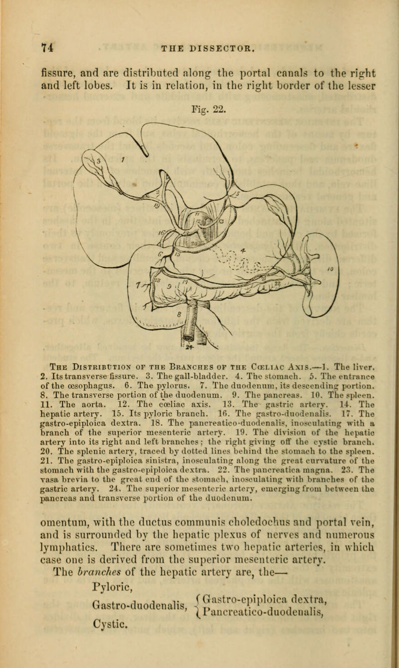 fissure, and arc distributed along the portal canals to the rijorht and left lobes. It is in relation, in the right border of the lesser Fig. 22. The DiSTRiBtTiox of the Branches op the C(emac Axis.—1. The liver. 2. Its transverse fissure. 3. The gall-blatldor. 4. The stomach. 5. The entrance of the oesophagus. 6. The pylorus. 7. The duodenum, its descending portion. 8. The transverse portion of the duodenum. 9. The pancreas. 10. The spleen. 11. The aorta. 12. The coeliac axis. 13. The gastric artery. 14. The hepatic artery. 15. Its pyloric branch. If). The gastro-duodenalis. 17. The gastro-epiploica dextra. 18. The pancreatico-duodenalis, inosculating with a branch of the superior mesenteric artery. 10. The division of the hepatic artery into its right and left branches; the right giving off the cystic branch. 20. The splenic artery, traced by dotted lines behind the stomach to the spleen. 21. The gastro-epiploica sinistra, inosculating along the great curvature of the stomach with the gastro-epiploica doxtra. 22. The pancreatica magna. 23. The vasa brevia to the groat end of the stomach, inosculating with branches of the gastric artery. 24. The superior mosentoric artery, emerging from between the pancreas and transverse portion of the duodenum. omentum, with the ductus communis cholcdochus and portnl vein, and is surrounded by the hepatic plexus of nerves and numerous l}Mnphatics. There are sometimes two hepatic arteries, in which case one is derived from the superior mesenteric artery. The branches of the hepatic artery are, the— Pyloric, (Gastro-ejnploica dextra, Gastro-duodenalis, Cystic. ^rancreatico-duodenali.s,