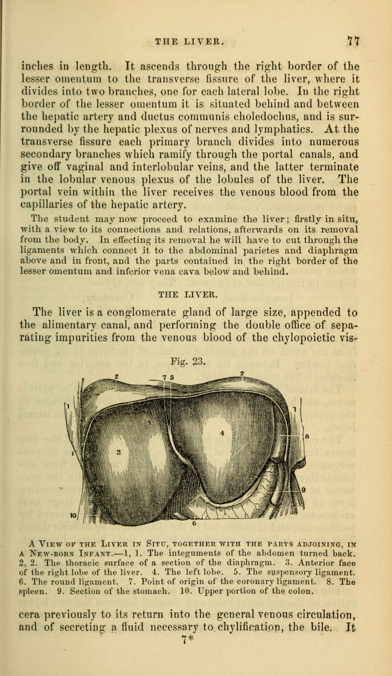 inches in length. It ascends through the right border of the lesser omentum to the transverse lissure of the liver, where it divides into two branches, one for each lateral lobe. In the right border of the lesser omentum it is situated behind and between the hepatic artery and ductus communis choledochus, and is sur- rounded by the hepatic plexus of nerves and lymphatics. At the transverse fissure each primary branch divides into numerous secondary branches which ramify through the portal canals, and give off vaginal and interlobular veins, and the latter terminate in the lobular venous plexus of the lobules of the liver. The portal vein within the liver receives the venous blood from the capillaries of the hepatic artery. The student may now proceed to examine the liver; firstly in situ, with a view to its connections and relations, afterwards on its removal from the body. In effecting its removal he will have to cut through the ligaments which connect it to the abdominal i^arietes and diaphragm above and in front, and the parts contained in the right border of the lesser omentum and inferior vena cava below and behind. THE LIVER. The liver is a conglomerate gland of large size, appended to the alimentary canal, and performing the double office of sepa- rating impurities from the venous blood of the chylopoietic visr Fig. 23. A View of the Liver ix Situ, together with the parts abjoining, in A New-borx Infant.—1, 1. The integuments of the abdomen turned back. 2, 2. The thoracic surface of a section of the diaphragm. 3. Anterior face of the right lobe of the liver. 4. The left lobe. 6. The suspensory ligament. 6. The round ligament. 7. Point of origin of the coronary ligament. 8. The spleen. 9. Section of the stomach. 10. Upper portion of the colon. cera previously to its return into the general venous circulation, and of secreting a fluid necessary to chylificatipn, the bile, It