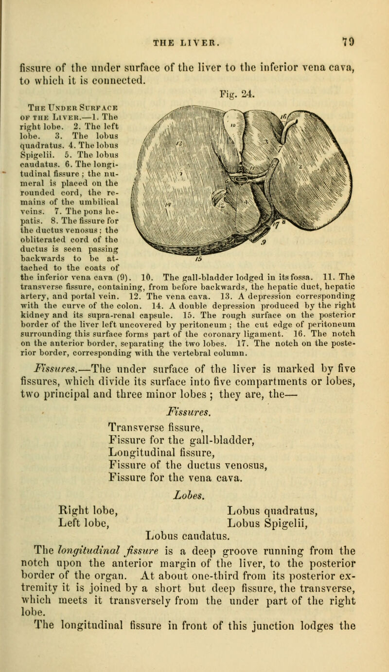 fissure of the under surface of the liver to the inferior vena cava, to which it is connected. Fig. 24. The Under Surface OF THE Liver.—1. The right lobe. 2. The left lobe. 3. The lobus quadratus. 4. The lobus Spigelii. 6. The lobus eaudatus. 6. The longi- tudinal fissure ; the nu- meral is placed on the rounded cord, the re- mains of the umbilical veins. 7. The pons he- patis. 8. The fissure for the ductus venosus ; the obliterated cord of the ductus is seen passing backwards to be at- tached to the coats of the inferior vena cava (9). 10. The gall-bladder lodged in its fossa. 11. The transverse fissure, containing, from before backwards, the hepatic duct, hepatic artery, and portal vein. 12. The vena cava. 13. A depression corresponding with the curve of the colon. 14. A double depression produced by the right kidney and its supra-renal capsule. 15. The rough surface on the posterior border of the liver left uncovered by peritoneum ; the cut edge of peritoneum surrounding this surface forms part of the coronary ligament. 16. The notch on the anterior border, separating the two lobes. 17. The notch on the poste- rior border, corresponding with the vertebral column. Fissures.—The under surface of the liver is marked by five fissures, which divide its surface into five compartments or lobes, two principal and three minor lobes ; they are, the— Fissures. Transverse fissure, Fissure for the gall-bladder. Longitudinal fissure, Fissure of the ductus venosus, Fissure for the vena cava. Lobes. Right lobe, Lobus quadratus. Left lobe, Lobus Spigelii, Lobus eaudatus. The longitudinal fissure is a deep groove running from the notch upon the anterior margin of the liver, to the posterior border of the organ. At about one-third from its posterior ex- tremity it is joined by a short but deep fissure, the transverse, which meets it transversely from the under part of the right lobe. The longitudinal fissure in front of this junction lodges the