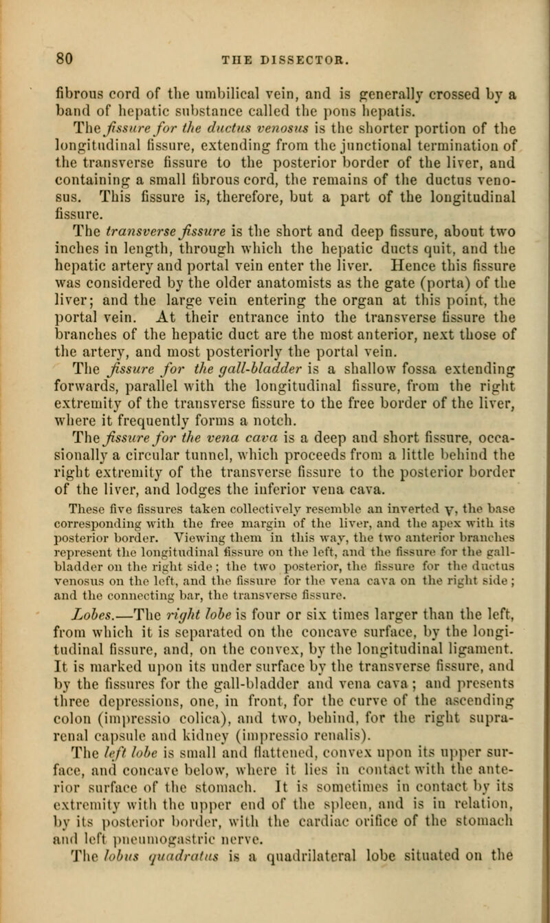 fibrous cord of tlie umbilical vein, and is generally crossed by a band of hepatic substance called the pons hepatis. The Jissiwe for the ductus venosus is the shorter portion of the lonp:itudinal fissure, extending from the junctional termination of the transverse fissure to the posterior border of the liver, and containing a small fibrous cord, the remains of the ductus veno- sus. This fissure is, therefore, but a part of the longitudinal fissure. The transverse fissure is the short and deep fissure, about two inches in length, through which the hepatic ducts quit, and the hepatic artery and portal vein enter the liver. Hence this fissure was considered by the older anatomists as the gate (porta) of the liver; and the large vein entering the organ at this point, the portal vein. At their entrance into the transverse fissure the branches of the hepatic duct are the most anterior, next those of the artery, and most posteriorly the portal vein. The fissure for the gall-bladder is a shallow fossa extending forwards, parallel with the longitudinal fissure, from the riglit extremity of the transverse fissure to the free border of the liver, where it frequently forms a notch. The fissure for the vena cava is a deep and short fissure, occa- sionally a circular tunnel, which proceeds from a little behind the right extremity of the transverse fissure to the posterior border of the liver, and lodges the inferior vena cava. These five fissures taken collectively resemble an inverted v» the base corresponding with the free margin of the liver, and the apex with its posterior border. Viewing them in this war, the two anterior branches represent tlie longitudinal fissure on the left, and the fissure for the gall- bladder on the right side; the two posterior, the fissure for the ductus venosus on the left, and the fissure for the vena cava on the right side ; and the connecting bar, the transverse fissure. Zohes.—The nght lobe is four or six times larger than the left, from which it is separated on the concave surface, by the longi- tudinal fissure, and, on the convex, by the longitudinal ligament. It is marked upon its under surface by the transverse fissure, and by the fissures for the gall-bladder and vena cava; and presents three depressions, one, in front, for the curve of the ascending colon (imprcssio colica), and two, behind, for the right supra- renal cai)sule and kidney (inipressio renalis). The left lobe is small and flattened, convex upon its ujiper sur- face, and concave below, where it lies in contact with the ante- rior surface of the stomach. It is sometimes in contact by its extremity with the upper end of the spleen, and is in relation, by its ])osterior border, with the cardiac orifice of the stomach aiul left pnouniogastric nerve. The lobus (juadratns is a quadrilateral lobe situated on the