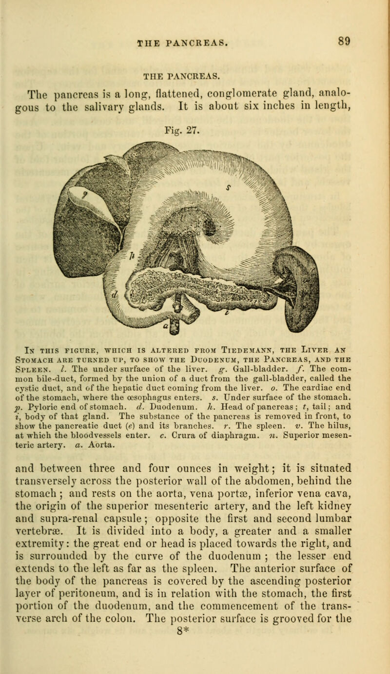 THE PANCREAS. The pancreas is a lonfj, flattened, conglomerate gland, analo- gous to the salivary glands. It is about six inches in length, Fig. 27. In this figure, which is altered from Tiedemann, the Liver an Stomach are turned up, to show the Duodenum, the Pancreas, and the Spleen. /. The under surface of the liver, g. Gall-bladder, f. The com- mon bile-duet, formed by the union of a duet from the gall-bladder, called the cystic duct, and of the hepatic duct coming from the liver, o. The cardiac end of the stomach, where the oesophagus enters, s. Under surface of the stomach. p. Pyloric end of stomach, d. Duodenum, h. Head of pancreas ; ^, tail; and i, body of that gland. The substance of the pancreas is removed in front, to show the pancreatic duct (e) and its branches, r. The spleen, v. The hilus, at which the bloodvessels enter, c. Crura of diaphragm, n. Superior mesen- teric artery, a. Aorta. and between three and four ounces in weight; it is situated transversely across the posterior wall of the abdomen, behind the stomach ; and rests on the aorta, vena portae, inferior vena cava, the origin of the superior mesenteric artery, and the left kidney and supra-renal capsule; opposite the first and second lumbar vertebrae. It is divided into a body, a greater and a smaller extremity: the great end or head is placed towards the right, and is surrounded by the curve of the duodenum ; the lesser end extends to tlie left as far as the spleen. The anterior surface of the body of the pancreas is covered by the ascending posterior layer of peritoneum, and is in relation with the stomach, the first portion of the duodenum, and the commencement of the trans- verse arch of the colon. The posterior surface is grooved for the 8*