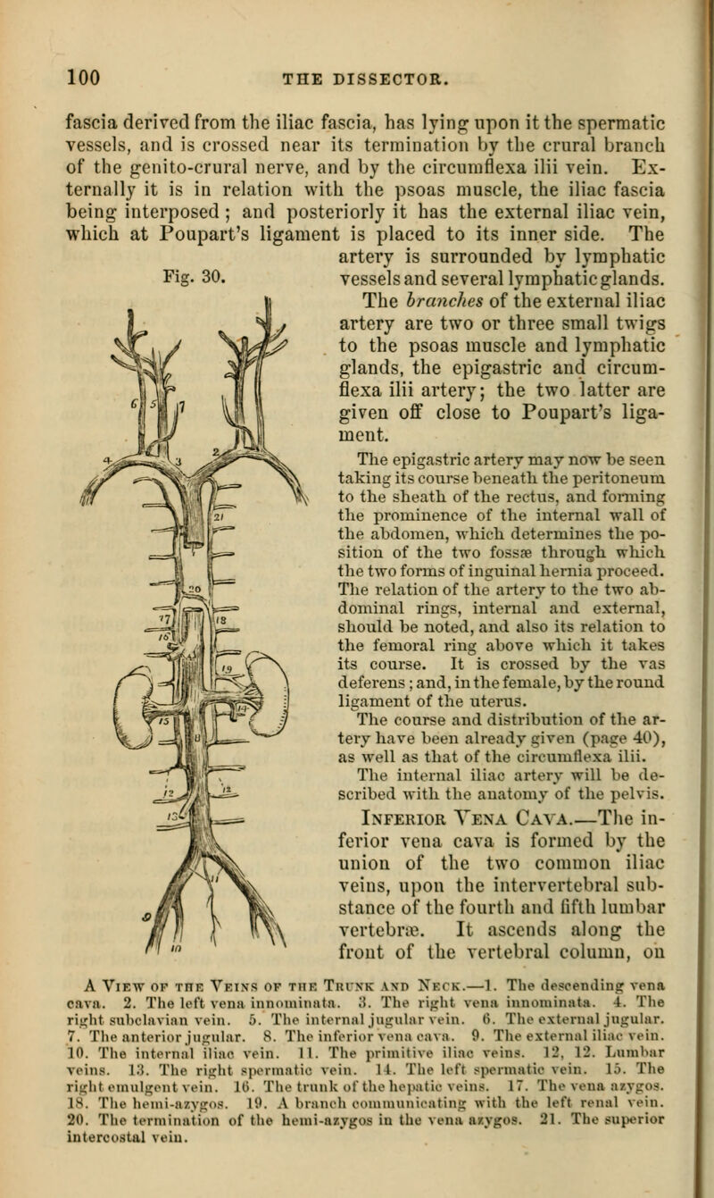 fascia derived from the iliac fascia, has lying upon it the spermatic vessels, and is crossed near its termination by the crural branch of the genito-crural nerve, and by the circumflexa ilii vein. Ex- ternally it is in relation with the psoas muscle, the iliac fascia being interposed ; and posteriorly it has the external iliac vein, which at Poupart's ligament is placed to its inner side. The artery is surrounded by lymphatic Fig. 30. vessels and several lymphatic glands. The branches of the external iliac artery are two or three small twigs to the psoas muscle and lymphatic glands, the epigastric and circum- flexa ilii artery; the two latter are given off close to Poupart's liga- ment. The epigastric artery may now be seen taking its course heneatli the peritoneum to the sheath of the rectus, and fonning the prominence of the internal wall of the abdomen, which determines the po- sition of the two foss?e through which the two forms of inguinal hernia proceed. The relation of the artery to the two ab- dominal rings, internal and external, should be noted, and also its relation to the femoral ring above which it takes its course. It is crossed by the vas deferens ; and, in the female, by the round ligament of the uterus. The course and distribution of the ar- tery have been already given (page 40), as well as that of the circumflexa ilii. The internal iliac artery will be de- scribed with the anatomy of the pelvis. Inferior Yena Cava.—The in- ferior vena cava is formed by the union of the two common iliac veins, upon the intervertebral sub- stance of the fourth and fifth lumbar vertebra?. It ascends along the front of the vertebral column, on A View of the Veixs of the Tuixk A\n Neck.—1. The desoendinEr vena cava. 2. The k^ft vena inncnninata. W. The ri}rht vena innominata. 4. The rii;;ht sul)chivian vein. 5. The internal juguhir vein. 6. The external juguhir. 7. The anterior juEjular. 8. The inferior vena cava. 9. The external iliac vein. 10. The internal iliac vein. 11. The primitive iliac veins. 12, 12. Lumbar vein.<^. l.{. The ri,<;ht spermatic vein. 14. The left spermatic vein. 15. The rij?ht emulj^ent vein. 10. The trunk of the hcjmtic veins. 17. The vena azygos. 18. Tlie hemi-azypjos. 19. A branch communicating with the left renal vein. 20. The termination of the hemi-arygos in the vena Efygos. 21. The superior intercostal vein.