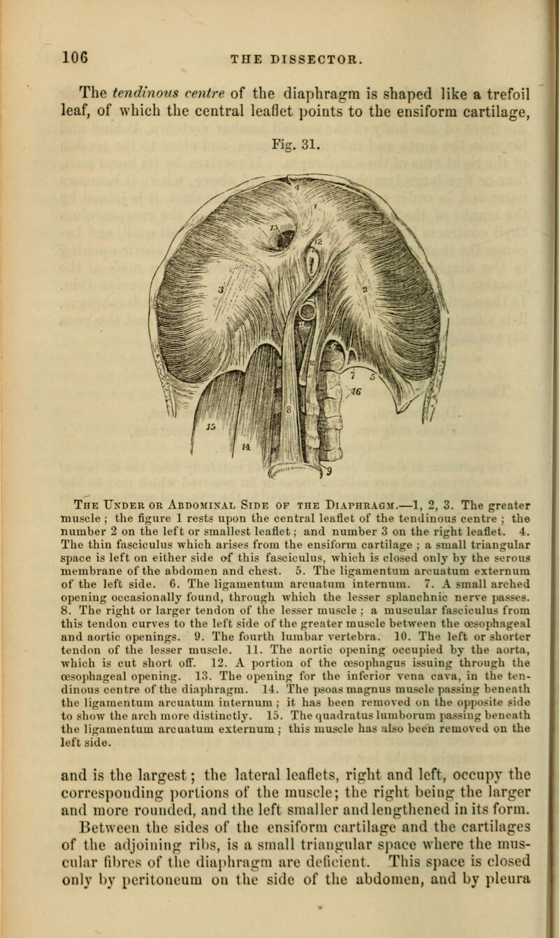 The tendinous centre of the diaphragm is shaped like a trefoil leaf, of which the central leaflet points to the ensiform cartilage, Fi.o;. 31. The Under or Abdominal Side op the Diaphragm.—1, 2, 3. The greater muscle ; the figure 1 rests upon the central leaflet of the tendinous centre ; the number 2 on the left or smallest leaflet; and number 3 on the right leaflet. 4. The thin fasciculus which arises from the ensiform cartilage ; a small triangular space is left on either side of this fasciculus, -which is closed only by the serous membrane of the abdomen and chest. 5. The ligamentum arcuatum externum of the left side. 6. The ligamentum arcuatum internum. 7. A small arched opening occasionally found, through which the lesser splanchnic nerve passes. 8. The right or larger tendon of the lesser muscle ; a muscular fasciculus from this tendon curves to the left side of the greater muscle between the cesophageal and aortic openings. 9. The fourth lumbar vertebra. 10. The left or shorter tendon of the lesser muscle. 11. The aortic opening occupied by the aorta, which is cut short ofi. 12. A portion of the oesophagus issuing through the oesophageal opening. 13. The opening for the inferior vena cava, in the ten- dinous centre of the di:i])hragm. 14. The psoas magnus muscle passing beneath the ligamentum arcuatum internum ; it has been removed on the opposite side to t^how the arch more distinctly. 15. The quadratus lumborum passing beneath the ligamentum arcuatum externum ; this muscle has also been removed on the left side. and is the largest; the lateral leaflets, right and left, occupy the corresponding ])ortions of the muscle; the right being the larger and more rounded, and the left smaller and lengthened in its form. Between the sides of the ensiform cartilage and the cartilages of the adjoining ribs, is a snmll triangular space where the mus- cular flbres of the diaphragm are deflcient. This space is closed only by peritoneum on the side of the abdomen, and by pleura