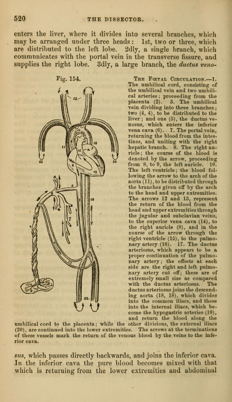 enters the liver, where it divides into several branches, which may be arranged under three heads: 1st, two or three, which are distributed to the left lobe. 2dly, a single branch, which commnnicates with the portal vein in the transverse fissure, and supplies the right lobe. 3dly, a large branch, the ductus veno- ThE FfETAL CiRCtJLATIOy.—1. The umbilical cord, consisting of the umbilical vein and two umbili- cal arteries ; proceeding from the placenta (2). 3. The umbilical vein dividing into three branches ; two (4, 4), to be distributed to the liver ; and one (5), the ductus ve- nosus, which enters the inferior vena cava (6). 7, The portal vein, returning the blood from the intes- tines, and uniting with the right hepatic branch. 8. The right au- ricle ; the course of the blood is denoted by the arrow, proceeding from 8, to 9, the left auricle. 10. The left ventricle; the blood fol- lowing the arrow to the arch of the aorta (11), to be distributed through the branches given oflF by the arch to the head and upper extremities. The arrows 12 and 13, represent the return of the blood from the head and upper extremities through the jugular and subclavian veins, to the superior vena cava (14), to the right auricle (8), and in the course of the arrow through the right ventricle (15), to the pulmo- nar3'artery (16). 17. The ductus arteriosus, which appears to be a proper continuation of the pulmo- nary artery; the offsets at each side are the right and left pulmo- nary artery cut off; these are of extremely small size as compared with the ductus arteriosus. The ductus arteriosus joins the descend- ing aorta (IS, 18), which divides into the common iliacs, and these into the internal iliacs. which be- come the hypogastric arteries (19), and return the blood along the umbilical cord to the placenta; while the other divisions, the external iliacs (20), are continued into the lower extremities. The arrows at the terminations of these vessels mark the return of the venous blood by the veins to the infe- rior cava. \J I, siis, which passes directly backwards, and joins the inferior cava. In the inferior cava the ]iure blood becomes mixed with that which is returning from the lower extremities and abdominal