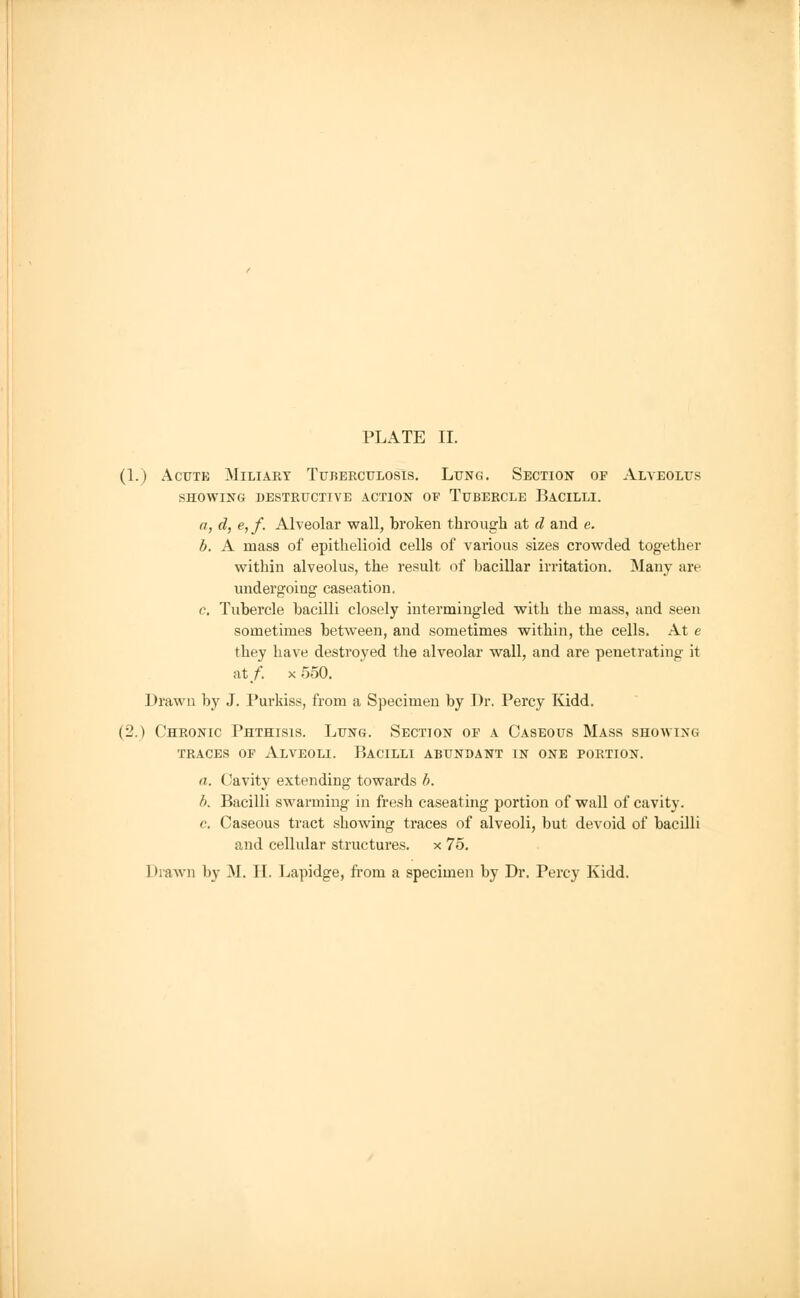 (1.) Acute Miliary Tuberculosis. Lung. Section of Alveolus showing destructive action of tubercle bacilli. a. d, e,f. Alveolar wall, broken through at d and e. b. A mass of epithelioid cells of various sizes crowded together within alveolus, the result of bacillar irritation. Many are undergoing caseation. c. Tubercle bacilli closely intermingled with the mass, and seen sometimes between, and sometimes within, the cells. At e they have destroyed the alveolar wall, and are penetrating it at/, x 550. Drawn by J. Purkiss, from a Specimen by Dr. Percy Kidd. (2.) Chronic Phthisis. Lung. Section of a Caseous Mass showing traces of Alveoli. Bacilli abundant in one portion. a. ('avity extending towards b. b. Bacilli swarming in fresh caseating portion of wall of cavity. c. Caseous tract showing traces of alveoli, but devoid of bacilli and cellular structures, x 75. Drawn by M. II. Lapidge, from a specimen by Dr. Percy Kidd.