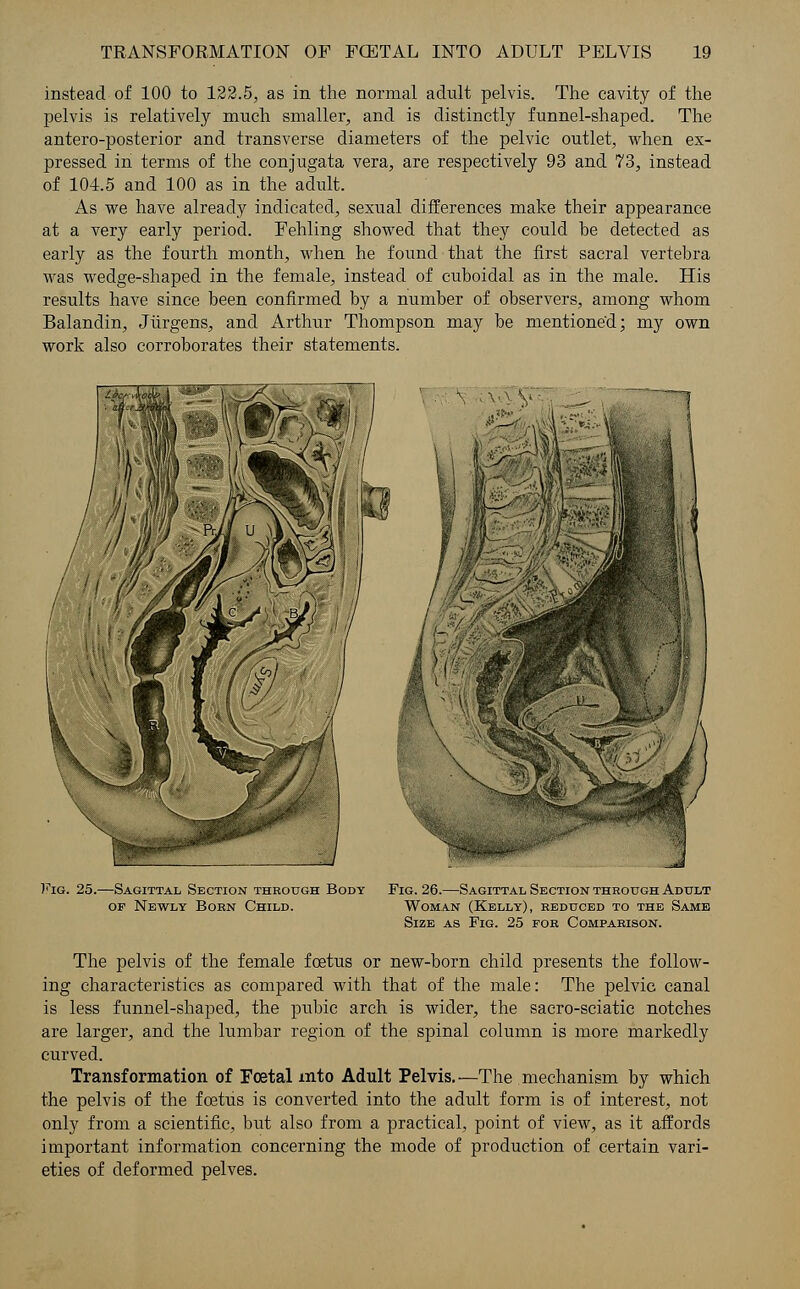 instead of 100 to 122.5, as in the normal adult pelvis. The cavity of the pelvis is relatively much smaller, and is distinctly funnel-shaped. The antero-posterior and transverse diameters of the pelvic outlet, when ex- pressed in terms of the conjugata vera, are respectively 93 and 73, instead of 104.5 and 100 as in the adult. As we have already indicated, sexual differences make their appearance at a very early period. Fehling showed that they could be detected as early as the fourth month, when he found that the first sacral vertebra was wedge-shaped in the female, instead of cuboidal as in the male. His results have since been confirmed by a number of observers, among whom Balandin, Jurgens, and Arthur Thompson may be mentioned; my own work also corroborates their statements. Fig. 25.—Sagittal Section through Body or Newly Bobn Child. Fig. 26.—Sagittal Section through Adult Woman (Kelly), reduced to the Same Size as Fig. 25 for Comparison. The pelvis of the female foetus or new-born child presents the follow- ing characteristics as compared with that of the male: The pelvic canal is less funnel-shaped, the pubic arch is wider, the sacro-sciatic notches are larger, and the lumbar region of the spinal column is more markedly curved. Transformation of Foetal into Adult Pelvis.—The mechanism by which the pelvis of the foetus is converted into the adult form is of interest, not only from a scientific, but also from a practical, point of view, as it affords important information concerning the mode of production of certain vari- eties of deformed pelves.