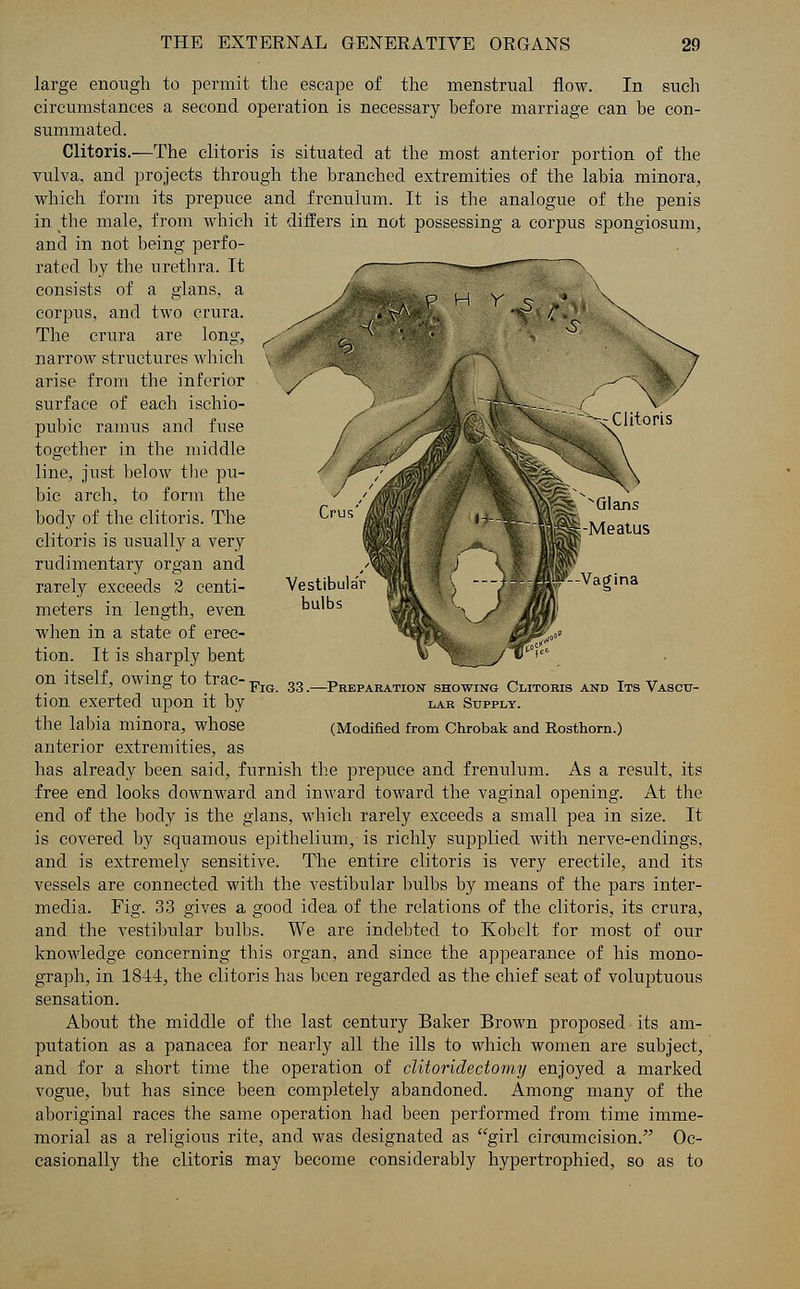 large enough to permit the escape of the menstrual flow. In such circumstances a second operation is necessary before marriage can be con- summated. Clitoris.—The clitoris is situated at the most anterior portion of the vulva, and projects through the branched extremities of the labia minora, which form its prepuce and frenulum. It is the analogue of the penis in the male, from which it differs in not possessing a corpus spongiosum, and in not being perfo- rated by the urethra. It consists of a glans, a corpus, and two crura. The crura are long, narrow structures which arise from the inferior surface of each ischio- pubic ramus and fuse together in the middle line, just below tbe pu- bic arch, to form the body of the clitoris. The clitoris is usually a very rudimentary organ and rarely exceeds 2 centi- meters in length, even when in a state of erec- tion. It is sharply bent on itself, owing to trac-FlG Pr) m „,.,.,, , ,, tion exerted upon it by lar Supply. the labia minora, whose (Modified from Chrobak and Rosthorn.) anterior extremities, as has already been said, furnish the prepuce and frenulum. As a result, its free end looks downward and inward toward the vaginal opening. At the end of the body is the glans, which rarely exceeds a small pea in size. It is covered by squamous epithelium, is richly supplied with nerve-endings, and is extremely sensitive. The entire clitoris is very erectile, and its vessels are connected with the vestibular bulbs by means of the pars inter- media. Fig. 33 gives a good idea of the relations of the clitoris, its crura, and the vestibular bulbs. We are indebted to Kobelt for most of our knowledge concerning this organ, and since the appearance of his mono- graph, in 1844, the clitoris has been regarded as the chief seat of voluptuous sensation. About the middle of tbe last century Baker Brown proposed its am- putation as a panacea for nearly all the ills to which women are subject, and for a short time the operation of clitoridectomy enjoyed a marked vogue, but has since been completely abandoned. Among many of the aboriginal races the same operation had been performed from time imme- morial as a religious rite, and was designated as girl circumcision. Oc- casionally the clitoris may become considerably hypertrophied, so as to