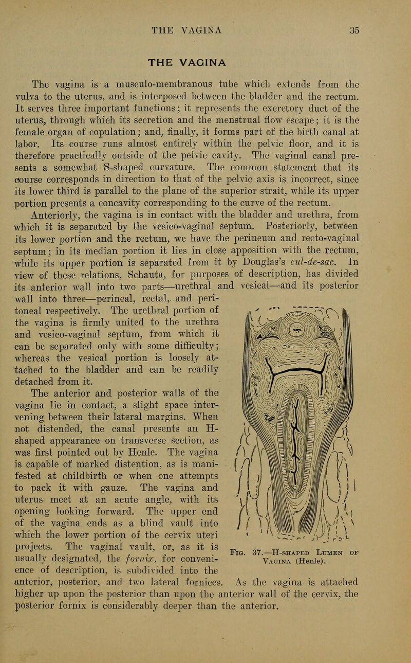 THE VAGINA The vagina is a musculo-membranous tube which extends from the vulva to the uterus, and is interposed between the bladder and the rectum. It serves three important functions; it represents the excretory duct of the uterus, through which its secretion and the menstrual flow escape; it is the female organ of copulation; and, finally, it forms part of the birth canal at labor. Its course runs almost entirely within the pelvic floor, and it is therefore practically outside of the pelvic cavity. The vaginal canal pre- sents a somewhat S-shaped curvature. The common statement that its course corresponds in direction to that of the pelvic axis is incorrect, since its lower third is parallel to the plane of the superior strait, while its upper portion presents a concavity corresponding to the curve of the rectum. Anteriorly, the vagina is in contact with the bladder and urethra, from which it is separated by the vesico-vaginal septum. Posteriorly, between its lower portion and the rectum, we have the perineum and recto-vaginal septum; in its median portion it lies in close apposition with the rectum, while its upper portion is separated from it by Douglas's cul-de-sac. In view of these relations, Schauta, for purposes of description, has divided its anterior wall into two parts—urethral and vesical—and its posterior wall into three—perineal, rectal,, and peri- toneal respectively. The urethral portion of the vagina is firmly united to the urethra and vesico-vaginal septum, from which it can be separated only with some difficulty; whereas the vesical portion is loosely at- tached to the bladder and can be readily detached from it. The anterior and posterior walls of the vagina lie in contact, a slight space inter- vening between their lateral margins. When not distended, the canal presents an IE- shaped appearance on transverse section, as was first pointed out by Henle. The vagina is capable of marked distention, as is mani- fested at childbirth or when one attempts to pack it with gauze. The vagina and uterus meet at an acute angle, with its opening looking forward. The upper end of the vagina ends as a blind vault into which the lower portion of the cervix uteri projects. The vaginal vault, or, as it is usually designated, the fornix, for conveni- ence of description, is subdivided into the anterior, posterior, and two lateral fornices higher up upon the posterior than upon the anterior wall of the cervix, the posterior fornix is considerably deeper than the anterior. Fig. 37.—H-shaped Lumen of Vagina (Henle). As the vagina is attached