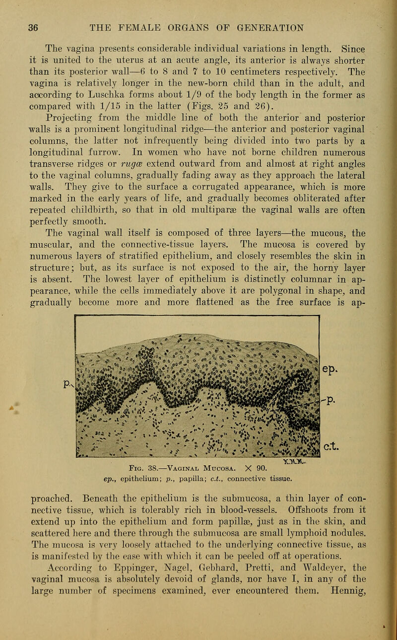 The vagina presents considerable individual variations in length. Since it is united to the uterus at an acute angle, its anterior is always shorter than its posterior wall—6 to 8 and 7 to 10 centimeters respectively. The vagina is relatively longer in the new-born child than in the adult, and according to Luschka forms about 1/9 of the body length in the former as compared with 1/15 in the latter (Figs. 25 and 26). Projecting from the middle line of both the anterior and posterior walls is a prominent longitudinal ridge—the anterior and posterior vaginal columns, the latter not infrequently being divided into two parts by a longitudinal furrow. In women who have not borne children numerous transverse ridges or rugce extend outward from and almost at right angles to the vaginal columns, gradually fading away as they approach the lateral walls. They give to the surface a corrugated appearance, which is more marked in the early years of life, and gradually becomes obliterated after repeated childbirth, so that in old multiparas the vaginal walls are often perfectly smooth. The vaginal wall itself is composed of three layers—the mucous, the muscular, and the connective-tissue layers. The mucosa is covered by numerous layers of stratified epithelium, and closely resembles the skin in structure; but, as its surface is not exposed to the air, the horny layer is absent. The lowest layer of epithelium is distinctly columnar in ap- pearance, while the cells immediately above it are polygonal in shape, and gradually become more and more flattened as the free surface is ap- Fig. 38.—Vaginal Mucosa. X ep., epithelium; p., papilla; c.t., connective proached. Beneath the epithelium is the submucosa, a thin layer of con- nective tissue, which is tolerably rich in blood-vessels. Offshoots from it extend up into the epithelium and form papillae, just as in the skin, and scattered here and there through tbe submucosa are small lymphoid nodules. The mucosa is very loosely attached to the underlying connective tissue, as is manifested by the ease with which it can be peeled off at operations. According to Eppinger, Nagel, Gebhard, Pretti, and Waldeyer, the vaginal mucosa is absolutely devoid of glands, nor have I, in any of the large number of specimens examined, ever encountered them. Hennig,