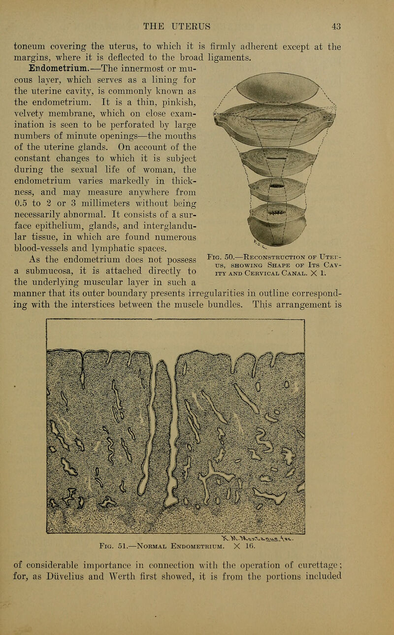toneum covering the uterus, to which it is firmly adherent except at the margins, where it is deflected to the broad ligaments. Endometrium.—The innermost or mu- cous layer, which serves as a lining for the uterine cavity, is commonly known as the endometrium. It is a thin, pinkish, velvety membrane, which on close exam- ination is seen to be perforated by large numbers of minute openings—the mouths of the uterine glands. On account of the constant changes to which it is subject during the sexual life of woman, the endometrium varies markedly in thick- ness, and may measure anywhere from 0.5 to 2 or 3 millimeters without being necessarily abnormal. It consists of a sur- face epithelium, glands, and interglandu- lar tissue, in which are found numerous blood-vessels and lymphatic spaces. As the endometrium does not possess a submucosa, it is attached directly to the underlying muscular layer in such a manner that its outer boundary presents irregularities in outline correspond- ing with the interstices between the muscle bundles. This arrangement is Fig. 50.—Reconstruction of Utei> us, showing Shape op Its Cav- ity and Cebvical Canal. X 1. Fig. 51.—Normal Endometrium of considerable importance in connection with the operation of curettage; for, as Duvelius and Werth first showed, it is from the portions included