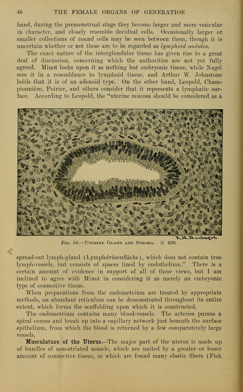 hand, during the premenstrual stage the}' become larger and more vesicular in character, and closely resemble decidual cells. Occasionally larger or smaller collections of round cells may be seen between them, though it is uncertain whether or not these are to be regarded as lymphoid nodules. The exact nature of the interglandular tissue has given rise to a great deal of discussion, concerning which the authorities are not yet fully agreed. Minot looks upon it as nothing but embryonic tissue, while Nagel sees it in a resemblance to lymphoid tissue, and Arthur W. Johnstone holds that it is of an adenoid type. On the other hand, Leopold, Cham- pionniere, Poirier, and others consider that it represents a lymphatic sur- face. According to Leopold, the uterine mucosa should be considered as a ■■■ - Fig. 54.—Utebine Gland and Stroma. X 420. spread-out lymph-gland (Lymphdrusenflache), which does not contain true lymph-vessels, but consists of spaces lined by endothelium. There is a certain amount of evidence in support of all of these views, but I am inclined to agree with Minot in considering it as merely an embryonic type of connective tissue. When preparations from the endometrium are treated by appropriate methods, an abundant reticulum can be demonstrated throughout its entire extent, which forms the scaffolding upon which it is constructed. The endometrium contains many blood-vessels. The arteries pursue a spiral course and break up into a capillary network just beneath the surface epithelium, from which the blood is returned by a few comparatively large vessels. Musculature of the Uterus.—The major part of the uterus is made up of bundles of non-striated muscle, which are united by a greater or lesser amount of connective tissue, in which are found many elastic fibers (Pick