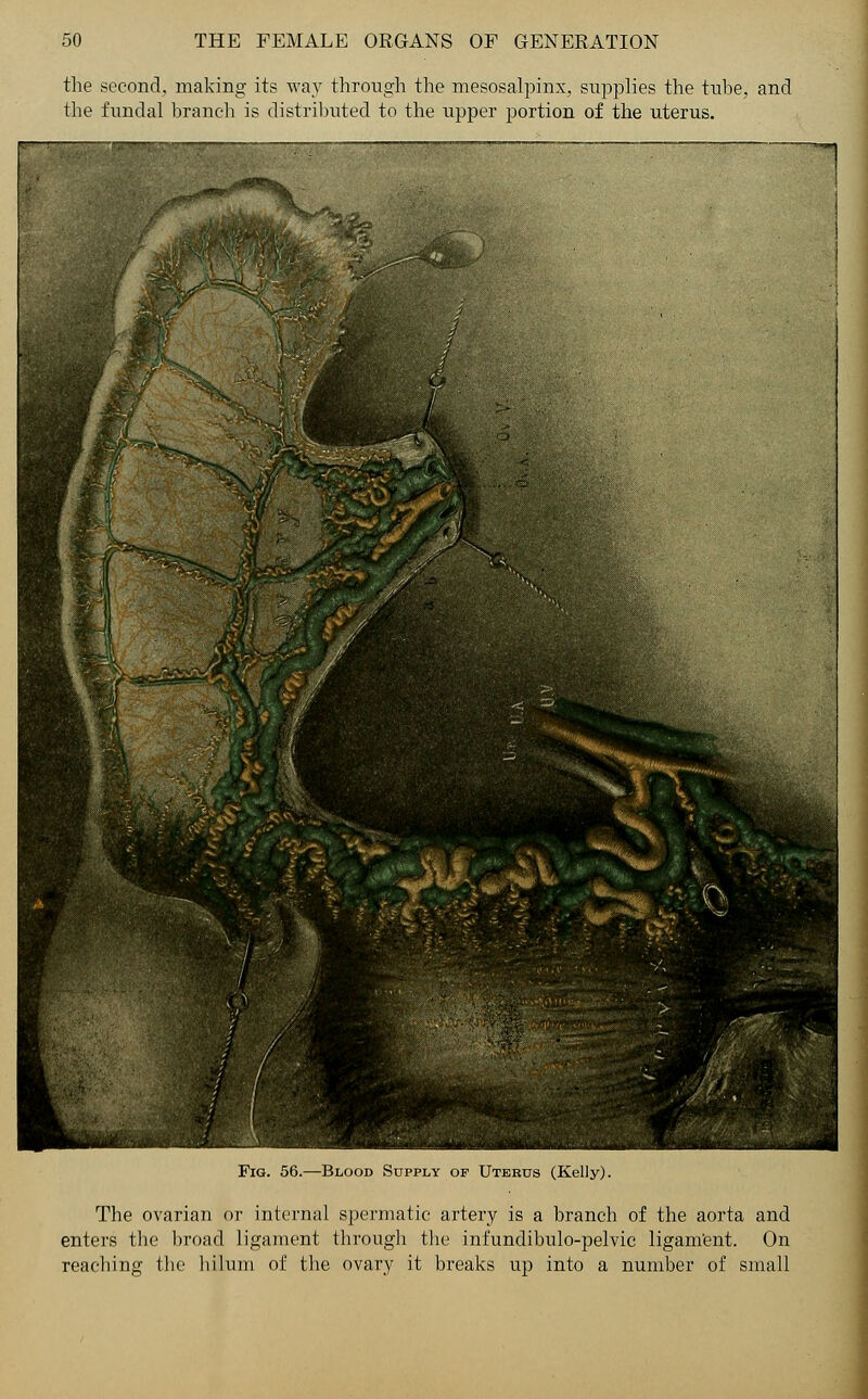 the second, making its way through the mesosalpinx, supplies the tube, and the fundal branch is distributed to the upper portion of the uterus. Fig. 56.—Blood Supply of Uterus (Kelly). The ovarian or internal spermatic artery is a branch of the aorta and enters the broad ligament through the infundibulo-pelvic ligament. On reacbing the hilnm of the ovary it breaks up into a number of small