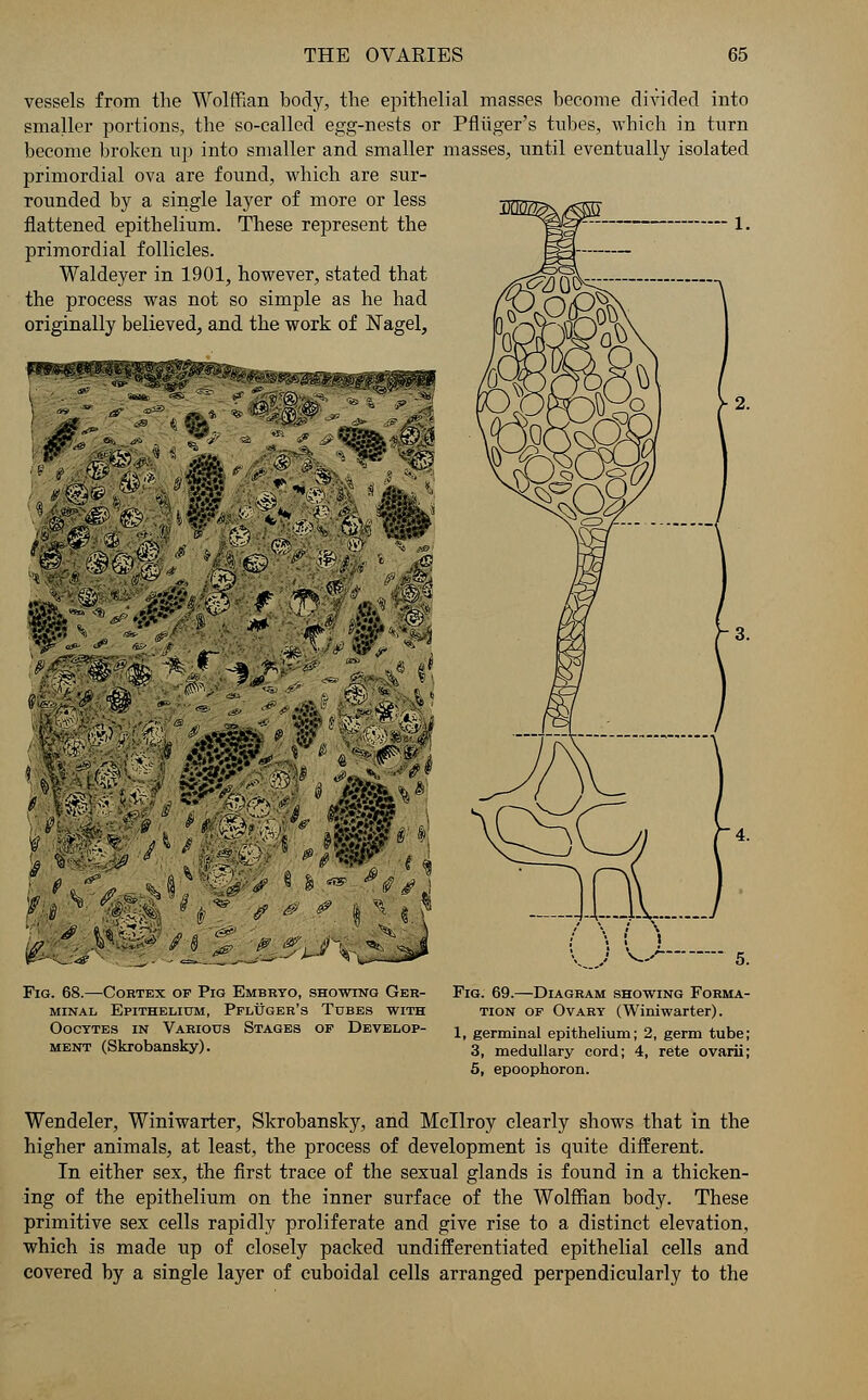 from the Wolffian body, the epithelial masses become divided into smaller portions, the so-called egg-nests or Pfliiger's tubes, which in turn become broken up into smaller and smaller masses, until eventually isolated primordial ova are found, which are sur- rounded by a single layer of more or less flattened epithelium. These represent the primordial follicles. Waldeyer in 1901, however, stated that the process was not so simple as he had originally believed, and the work of Nagel, m^ £~ V/' Fig. 68.—Cortex of Pig Embryo, showing Ger- minal Epithelium, Pfluger's Tubes with Oocytes in Various Stages of Develop- ment (Skrobansky). Fig. 69.—Diagram showing Forma- tion of Ovary (Winiwarter). 1, germinal epithelium; 2, germ tube; 3, medullary cord; 4, rete ovarii; 5, epoophoron. Wendeler, Winiwarter, Skrobansky, and Mcllroy clearly shows that in the higher animals, at least, the process of development is quite different. In either sex, the first trace of the sexual glands is found in a thicken- ing of the epithelium on the inner surface of the Wolffian body. These primitive sex cells rapidly proliferate and give rise to a distinct elevation, which is made up of closely packed undifferentiated epithelial cells and covered by a single layer of cuboidal cells arranged perpendicularly to the
