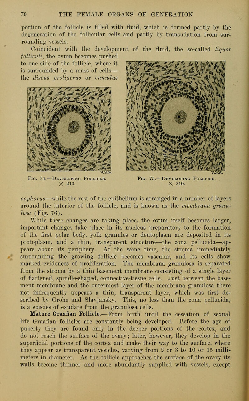 portion of the follicle is filled with fluid, which is formed partly by the degeneration of the follicular cells and partly by transudation from sur- rounding vessels. Coincident with the development of the fluid, the so-called liquor folliculi, the ovum becomes pushed to one side of the follicle, where it is surrounded by a mass of cells— the discus proligerus or cumulus * ft ^ ^ «* *>&*,£ £f^{ Fig. 74.—Developing Follicle. X 210. MWt^i s> m mm -Developing Follicle. X 210. oophorus—while the rest of the epithelium is arranged in a number of layers around the interior of the follicle, and is known as the membrana granu- losa (Fig. 76). While these changes are taking place, the ovum itself becomes larger, important changes take place in its nucleus preparatory to the formation of the first polar body, yolk granules or deutoplasm are deposited in its protoplasm, and a thin, transparent structure—the zona pellucida—ap- pears about its periphery. At the same time, the stroma immediately surrounding the growing follicle becomes vascular, and its cells show marked evidences of proliferation. The membrana granulosa is separated from the stroma by a thin basement membrane consisting of a single layer of flattened, spindle-shaped, connective-tissue cells. Just between the base- ment membrane and the outermost layer of the membrana granulosa there not infrequently appears a thin, transparent layer, which was first de- scribed by Grohe and Slavjansky. This, no less than the zona pellucida, is a species of exudate from the granulosa cells. Mature Graafian Follicle.—From birth until the cessation of sexual life Graafian follicles are constantly being developed. Before the age of puberty they are found only in the deeper portions of the cortex, and do not reach the surface of the ovary; later, however, they develop in the superficial portions of the cortex and make their way to the surface, where they appear as transparent vesicles, varying from 2 or 3 to 10 or 15 milli- meters in diameter. As the follicle approaches the surface of the ovary its walls become thinner and more abundantly supplied with vessels, except