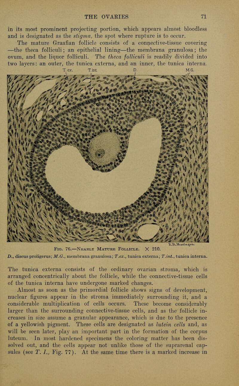 in its most prominent projecting portion, which appears almost bloodless and is designated as the stigma, the spot where rupture is to occur. The mature Graafian follicle consists of a connective-tissue covering —the theca folliculi; an epithelial lining—the membrana granulosa; the ovum, and the liquor folliculi. The theca folliculi is readily divided into two layers: an outer, the tunica externa, and an inner, the tunica interna. T. ex. T.int. D. M.G. Fig. 76.—Nearly Mature Follicle. X 210. D., discus proligerus; M.G., membrana granulosa; T.ex., tunica externa; T.int., tunica interna. The tunica externa consists of the ordinary ovarian stroma, which is arranged concentrically about the follicle, while the connective-tissue cells of the tunica interna have undergone marked changes. Almost as soon as the primordial follicle shows signs of development, nuclear figures appear in the stroma immediately surrounding it, and a considerable multiplication of cells occurs. These become considerably larger than the surrounding connective-tissue cells, and as the follicle in- creases in size assume a granular appearance, which is due to the presence of a yellowish pigment. These cells are designated as lutein cells and, as will be seen later, play an important part in the formation of the corpus luteum. In most hardened specimens the coloring matter has been dis- solved out, and the cells appear not unlike those of the suprarenal cap- sules (see T. I., Fig. 77). At the same time there is a marked increase in