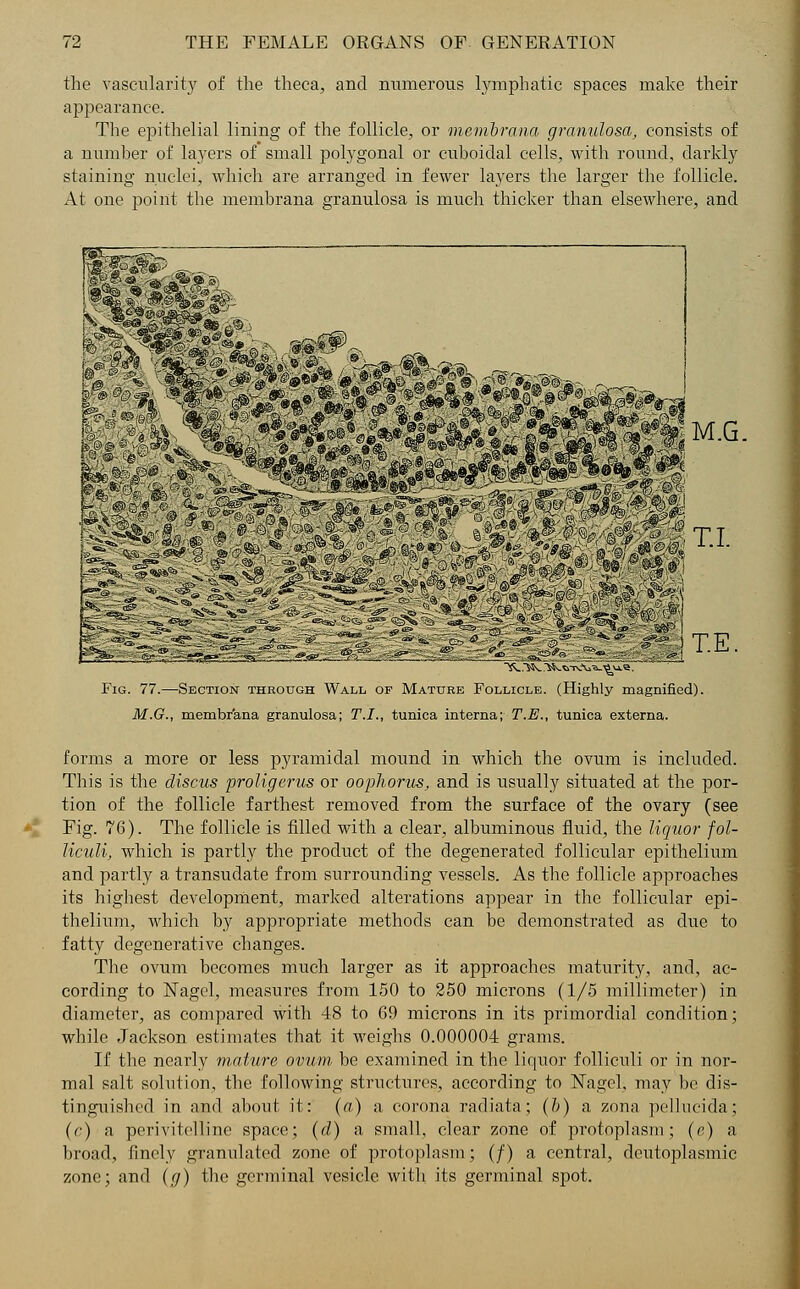 the vascularity of the theca, and numerous lymphatic spaces make their appearance. The epithelial lining of the follicle, or membrana granulosa, consists of a number of layers of small polygonal or cuboidal cells, with round, darkly staining nuclei, which are arranged in fewer layers the larger the follicle. At one point the membrana granulosa is much thicker than elsewhere, and Fig. 77.—-Section through Wall of Mature Follicle. (Highly magnified). M.G., membr'ana granulosa; T.I., tunica interna; T.E., tunica externa. forms a more or less pyramidal mound in which the ovum is included. This is the discus proligerus or oopliorus, and is usually situated at the por- tion of the follicle farthest removed from the surface of the ovary (see Fig. 76). The follicle is filled with a clear, albuminous fluid, the liquor fol- liculi, which is partly the product of the degenerated follicular epithelium and partly a transudate from surrounding vessels. As the follicle approaches its highest development, marked alterations appear in the follicular epi- thelium, which by appropriate methods can be demonstrated as due to fatty degenerative changes. The ovum becomes much larger as it approaches maturity, and, ac- cording to Nagel, measures from 150 to 250 microns (1/5 millimeter) in diameter, as compared with 48 to 69 microns in its primordial condition; while Jackson estimates that it weighs 0.000004 grams. If the nearly mature ovum be examined in the liquor folliculi or in nor- mal salt solution, the following structures, according to Nagel, may be dis- tinguished in and about it: (a) a corona radiata; (b) a zona pellucida; (c) a perivitellinc space; (d) a small, clear zone of protoplasm; (e) a broad, finely granulated zone of protoplasm; (■/) a central, deutoplasmie zone; and (g) the germinal vesicle with its germinal spot.