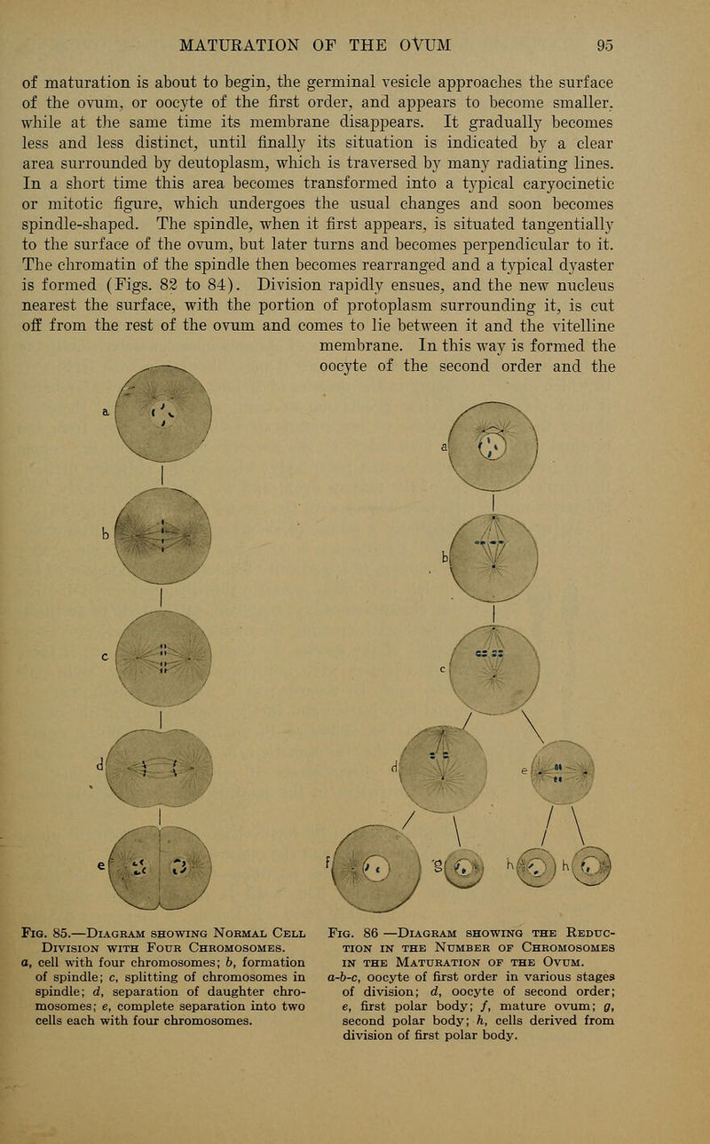 of maturation is about to begin, the germinal vesicle approaches the surface of the ovum, or oocyte of the first order, and apjjears to become smaller, while at the same time its membrane disappears. It gradually becomes less and less distinct, until finally its situation is indicated by a clear area surrounded by deutoplasm, which is traversed by many radiating lines. In a short time this area becomes transformed into a typical caryocinetic or mitotic figure, which undergoes the usual changes and soon becomes spindle-shaped. The spindle, when it first appears, is situated tangentially to the surface of the ovum, but later turns and becomes perpendicular to it. The chromatin of the spindle then becomes rearranged and a typical dyaster is formed (Figs. 82 to 84). Division rapidly ensues, and the new nucleus nearest the surface, with the portion of protoplasm surrounding it, is cut off from the rest of the ovum and comes to lie between it and the vitelline membrane. In this way is formed the ^ ^ oocyte of the second order and the »f Fig. 85.—Diagram showing Normal Cell Division with Four Chromosomes. o, cell with four chromosomes; b, formation of spindle; c, splitting of chromosomes in spindle; d, separation of daughter chro- mosomes; e, complete separation into two cells each with four chromosomes. Fig. 86 —Diagram showing the Reduc- tion in the Number of Chromosomes in the Maturation op the Ovum. a-b-c, oocyte of first order in various stages of division; d, oocyte of second order; e, first polar body; /, mature ovum; g, second polar body; h, cells derived from division of first polar body.