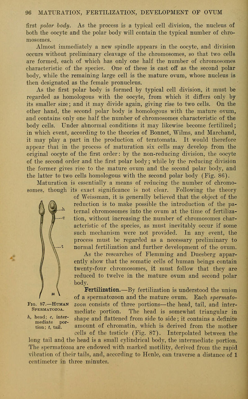 first polar body. As the process is a typical cell division, the nucleus of both the oocyte and the polar body will contain the typical number of chro- mosomes. Almost immediately a new spindle appears in the oocyte, and division occurs without preliminary cleavage of the chromosomes, so that two cells are formed, each of which has only one half the number of chromosomes characteristic of the species. One of these is cast off as the second polar body, while the remaining large cell is the mature ovum, whose nucleus is then designated as the female pronucleus. As the first polar body is formed by typical cell division, it must be regarded as homologous with the oocyte, from which it differs only by its smaller size; and it may divide again, giving rise to two cells. On the other hand, the second polar body is homologous with the mature ovum, and contains only one half the number of chromosomes characteristic of the body cells. Under abnormal conditions it may likewise become fertilized; in which event, according to the theories of Bonnet, Wilms, and Marchand, it may play a part in the production of teratomata. It would therefore appear that in the process of maturation six cells may develop from the original oocyte of the first order: by the non-reducing division, the oocyte of the second order and the first polar body; while by the reducing division the former gives rise to the mature ovum and the second polar body, and the latter to two cells homologous with the second polar body (Fig. 86). Maturation is essentially a means of reducing the number of chromo- somes, though its exact significance is not clear. Following the theory of Weissman, it is generally believed that the object of the reduction is to make possible the introduction of the pa- ternal chromosomes into the ovum at the time of fertiliza- tion, without increasing the number of chromosomes char- acteristic of the species, as must inevitably occur if some such mechanism were not provided. In any event, the process must be regarded as a necessary preliminary to normal fertilization and further development of the ovum. As the researches of Flemming and Duesberg appar- ently show that the somatic cells of human beings contain twenty-four chromosomes, it must follow that they are reduced to twelve in the mature ovum and second polar body. Fertilization.—By fertilization is understood the union of a spermatozoon and the mature ovum. Each spermato- zoon consists of three portions—the head, tail, and inter- mediate portion. The head is somewhat triangular in shape and flattened from side to side; it contains a definite amount of chromatin, which is derived from the mother cells of the testicle (Fig. 87). Interpolated between the long tail and the head is a small cylindrical body, the intermediate portion. The spermatozoa are endowed with marked motility, derived from the rapid vibration of their tails, and, according to Henle, can traverse a distance of 1 centimeter in three minutes. Fig. 87.—Human Spermatozoa. h, head; c, inter- mediate por- tion; t, tail.