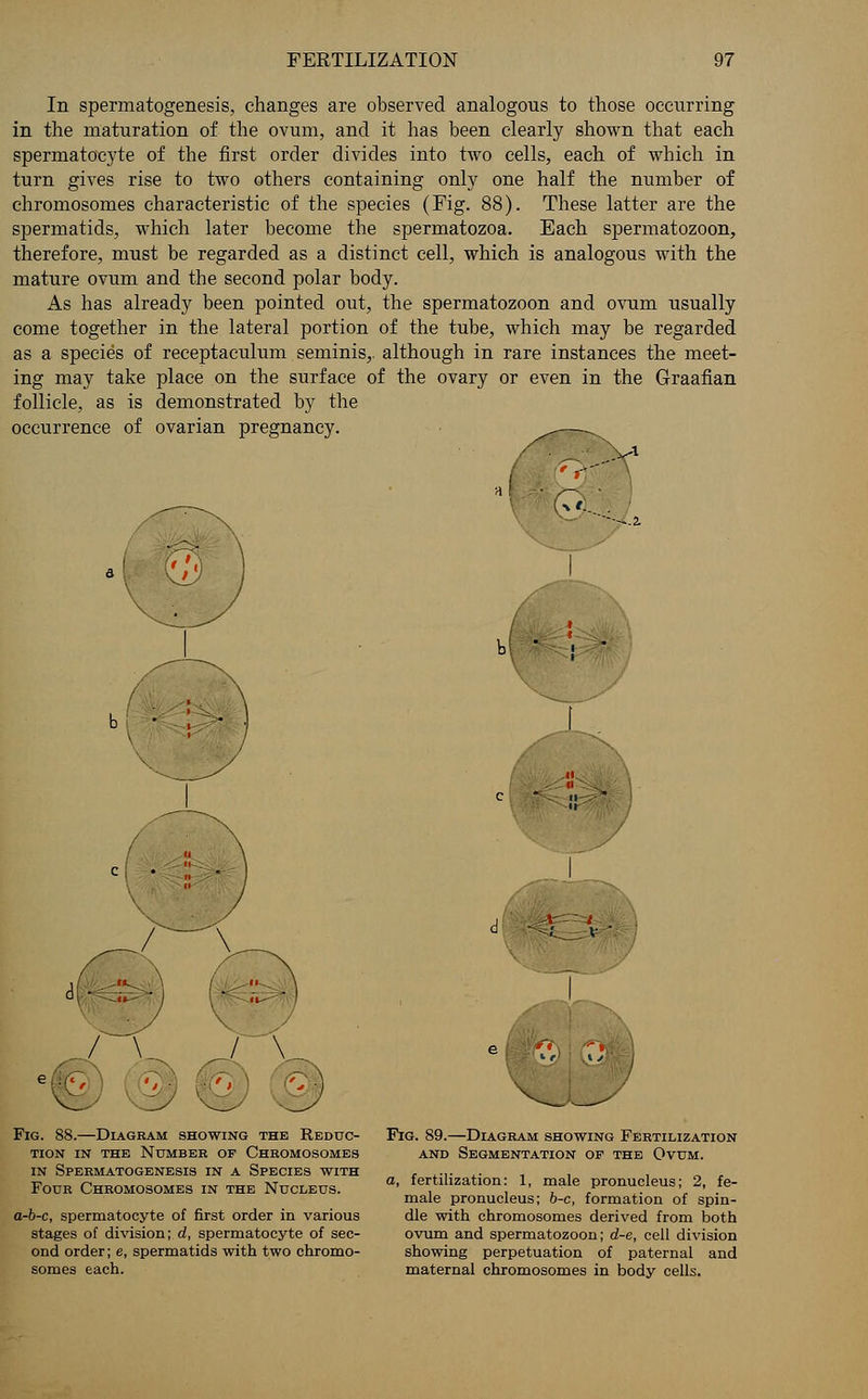 In spermatogenesis, changes are observed analogous to those occurring in the maturation of the ovum, and it has been clearly shown that each spermatocyte of the first order divides into two cells, each of which in turn gives rise to two others containing only one half the number of chromosomes characteristic of the species (Fig. 88). These latter are the spermatids, which later become the spermatozoa. Each spermatozoon, therefore, must be regarded as a distinct cell, which is analogous with the mature ovum and the second polar body. As has already been pointed out, the spermatozoon and ovum usually come together in the lateral portion of the tube, which may be regarded as a species of receptaculum seminis,. although in rare instances the meet- ing may take place on the surface of the ovary or even in the Graafian follicle, as is demonstrated by the occurrence of ovarian pregnancy. ..—^. Fig. 88.—Diagram showing the Reduc- tion in the Number of Chromosomes in Spermatogenesis in a Species with Four Chromosomes in the Nucleus. a-b-c, spermatocyte of first order in various stages of division; d, spermatocyte of sec- ond order; e, spermatids with two chromo- somes each. Fig. 89.—Diagram showing Fertilization and Segmentation of the Ovum. a, fertilization: 1, male pronucleus; 2, fe- male pronucleus; b-c, formation of spin- dle with chromosomes derived from both ovum and spermatozoon; d-e, cell division showing perpetuation of paternal and maternal chromosomes in body cells.