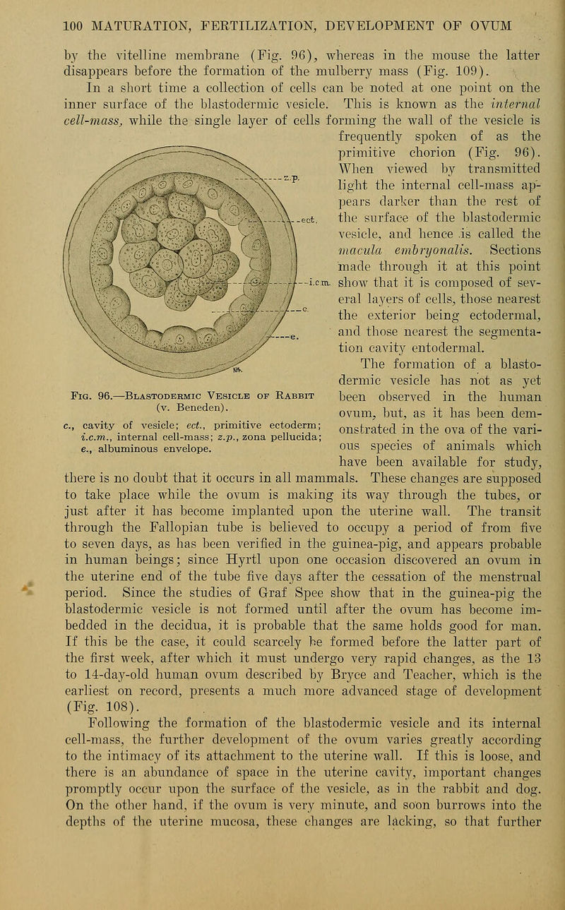 by the vitelline membrane (Fig. 96), whereas in the mouse the latter disappears before the formation of the mulberry mass (Fig. 109). In a short time a collection of cells can be noted at one point on the inner surface of the blastodermic vesicle. This is known as the internal cell-mass, while the single layer of cells forming the wall of the vesicle is frequently spoken of as the primitive chorion (Fig. 96). When viewed by transmitted light the internal cell-mass ap- pears darker than the rest of the surface of the blastodermic vesicle, and hence is called the macula embnjonalis. Sections made through it at this point show that it is composed of sev- eral layers of cells, those nearest the exterior being ectodermal, and those nearest the segmenta- tion cavity entodermal. The formation of a blasto- dermic vesicle has not as yet been observed in the human ovum, but, as it has been dem- onstrated in the ova of the vari- ous species of animals which have been available for study, there is no doubt that it occurs in all mammals. These changes are supposed to take place while the ovum is making its way through the tubes, or just after it has become implanted upon the uterine wall. The transit through the Fallopian tube is believed to occupy a period of from five to seven days, as has been verified in the guinea-pig, and appears probable in human beings; since Hyrtl upon one occasion discovered an ovum in the uterine end of the tube five days after the cessation of the menstrual period. Since the studies of Graf Spee show that in the guinea-pig the blastodermic vesicle is not formed until after the ovum has become im- bedded in the decidua, it is probable that the same holds good for man. If this be the case, it could scarcely he formed before the latter part of the first week, after which it must undergo very rapid changes, as the 13 to 14-day-old human ovum described by Bryce and Teacher, which is the earliest on record, presents a much more advanced stage of development (Fig. 108). Following the formation of the blastodermic vesicle and its internal cell-mass, the further development of the ovum varies greatly according to the intimacy of its attachment to the uterine wall. If this is loose, and there is an abundance of space in the uterine cavity, important changes promptly occur upon the surface of the vesicle, as in the rabbit and dog. On the other hand, if the ovum is very minute, and soon burrows into the depths of the uterine mucosa, these changes are lacking, so that further 'ig. 96.—Blastodermic Vesicle of Rabbit (v. Beneden). cavity of vesicle; ect., primitive ectoderm; i.c.m., internal cell-mass; z.p., zona pellucida; e., albuminous envelope.